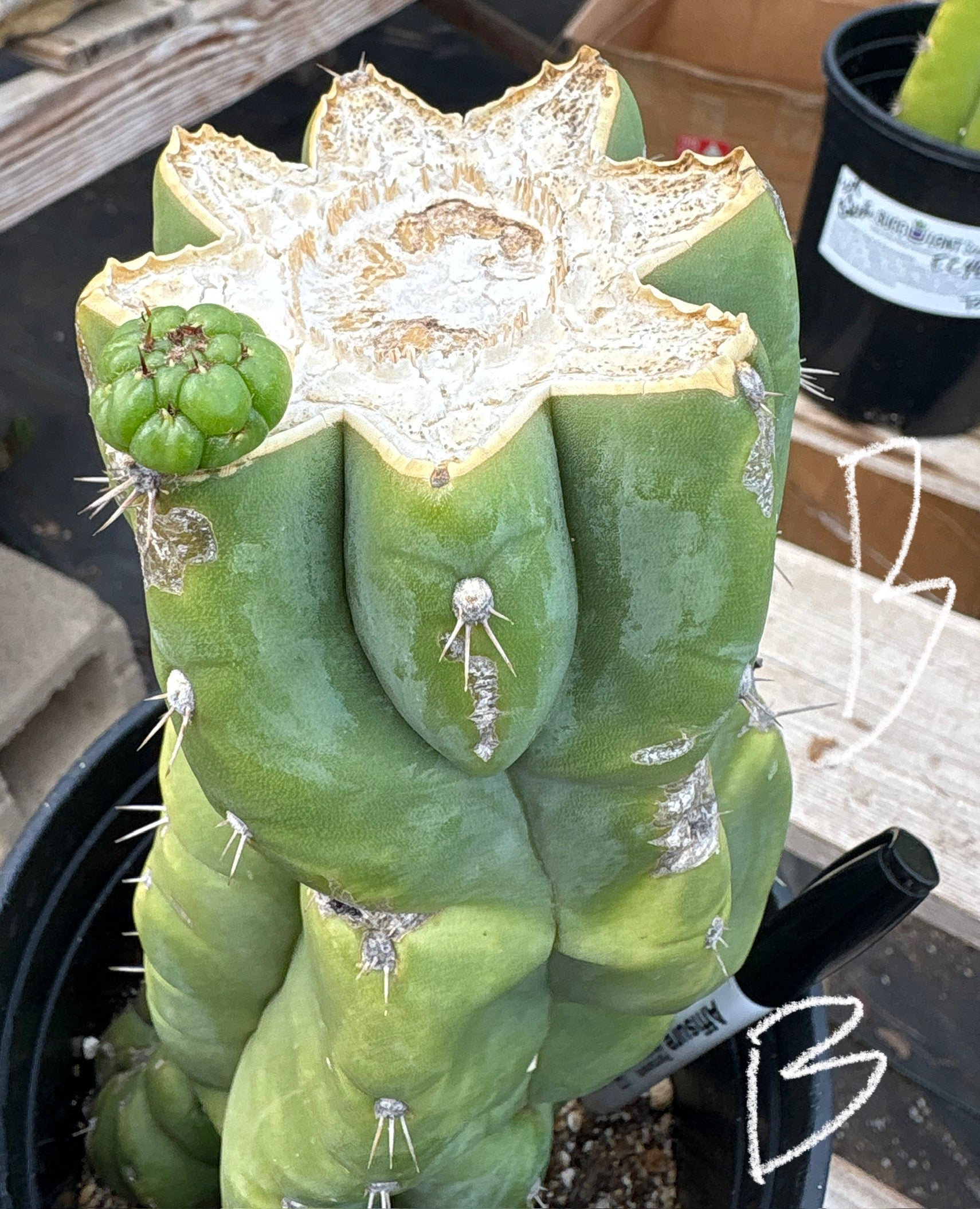 #EC296 EXACT Trichocereus Pachanoi Nuestra Bonita Cactus Potted A-D-Cactus - Large - Exact-The Succulent Source
