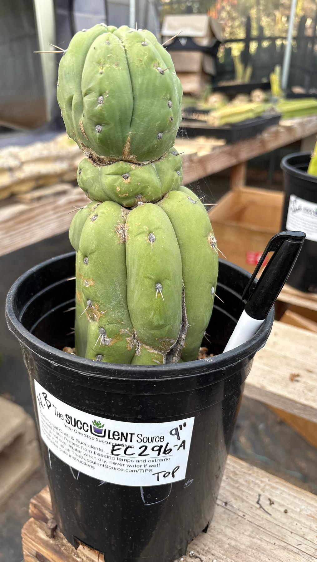 #EC296 EXACT Trichocereus Pachanoi Nuestra Bonita Cactus Potted A-D-Cactus - Large - Exact-The Succulent Source