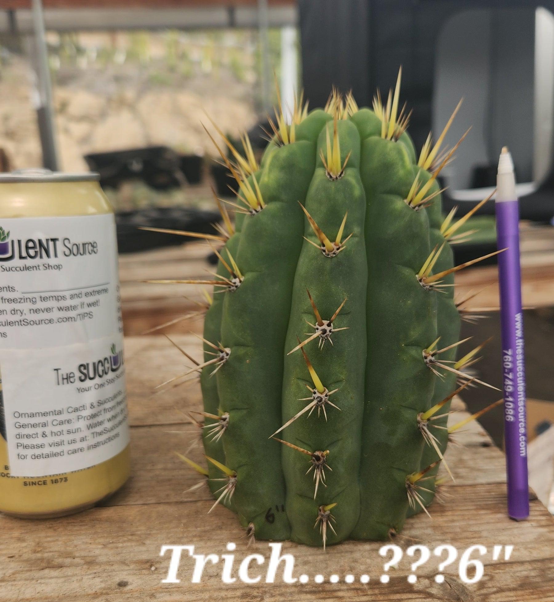 #EC297 EXACT Jude's Trichocereus Ornamental Cactus Cuttings-Cactus - Large - Exact-The Succulent Source