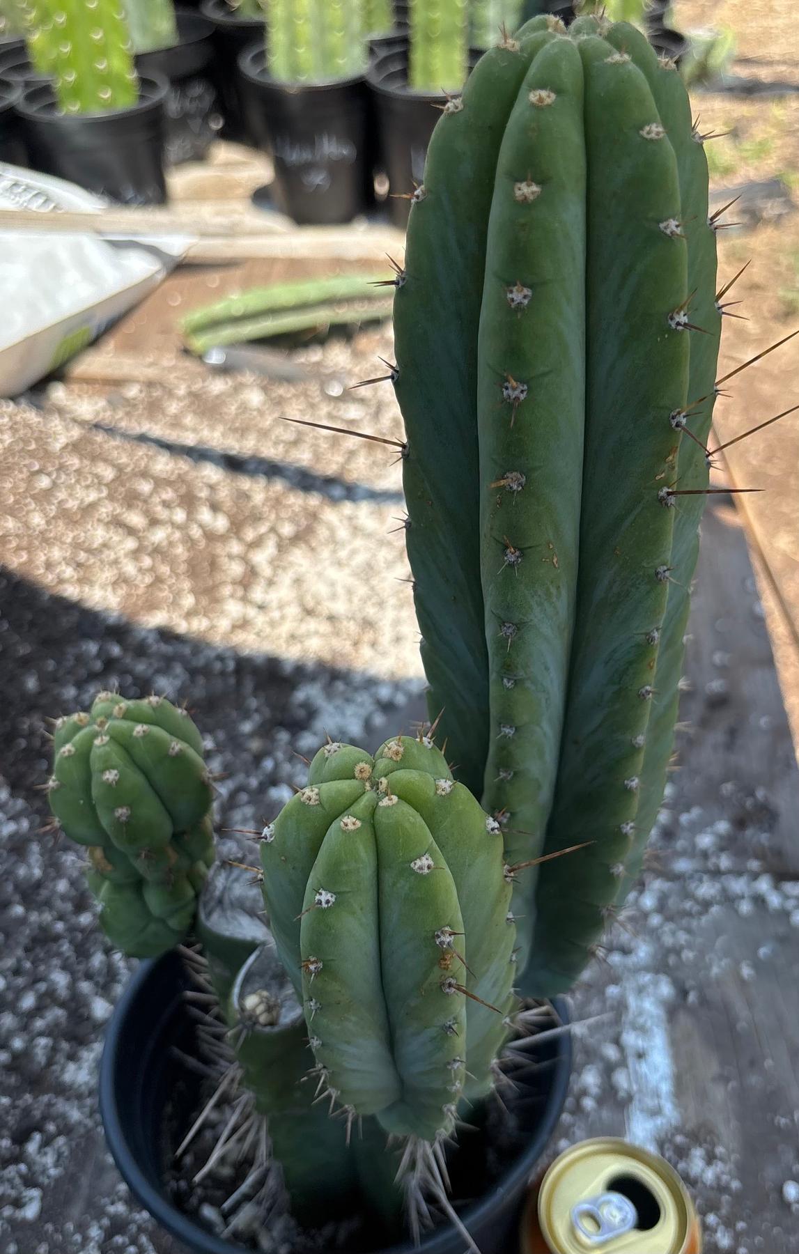 #EC298 EXACT Trichocereus Peruvianus Victoria Cactus 16”-Cactus - Large - Exact-The Succulent Source
