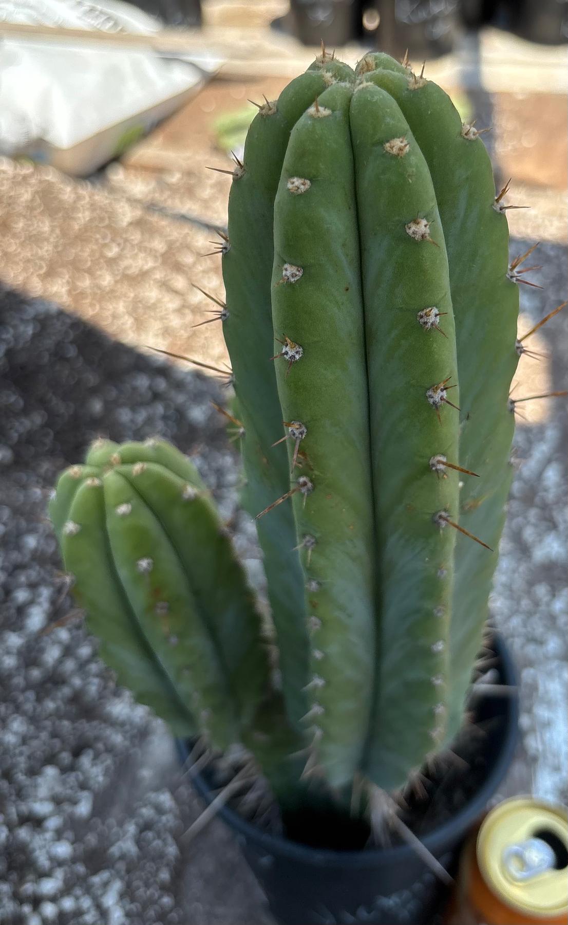#EC298 EXACT Trichocereus Peruvianus Victoria Cactus 16”-Cactus - Large - Exact-The Succulent Source