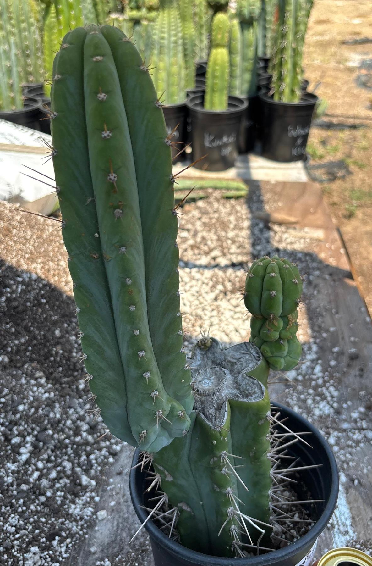 #EC298 EXACT Trichocereus Peruvianus Victoria Cactus 16”-Cactus - Large - Exact-The Succulent Source