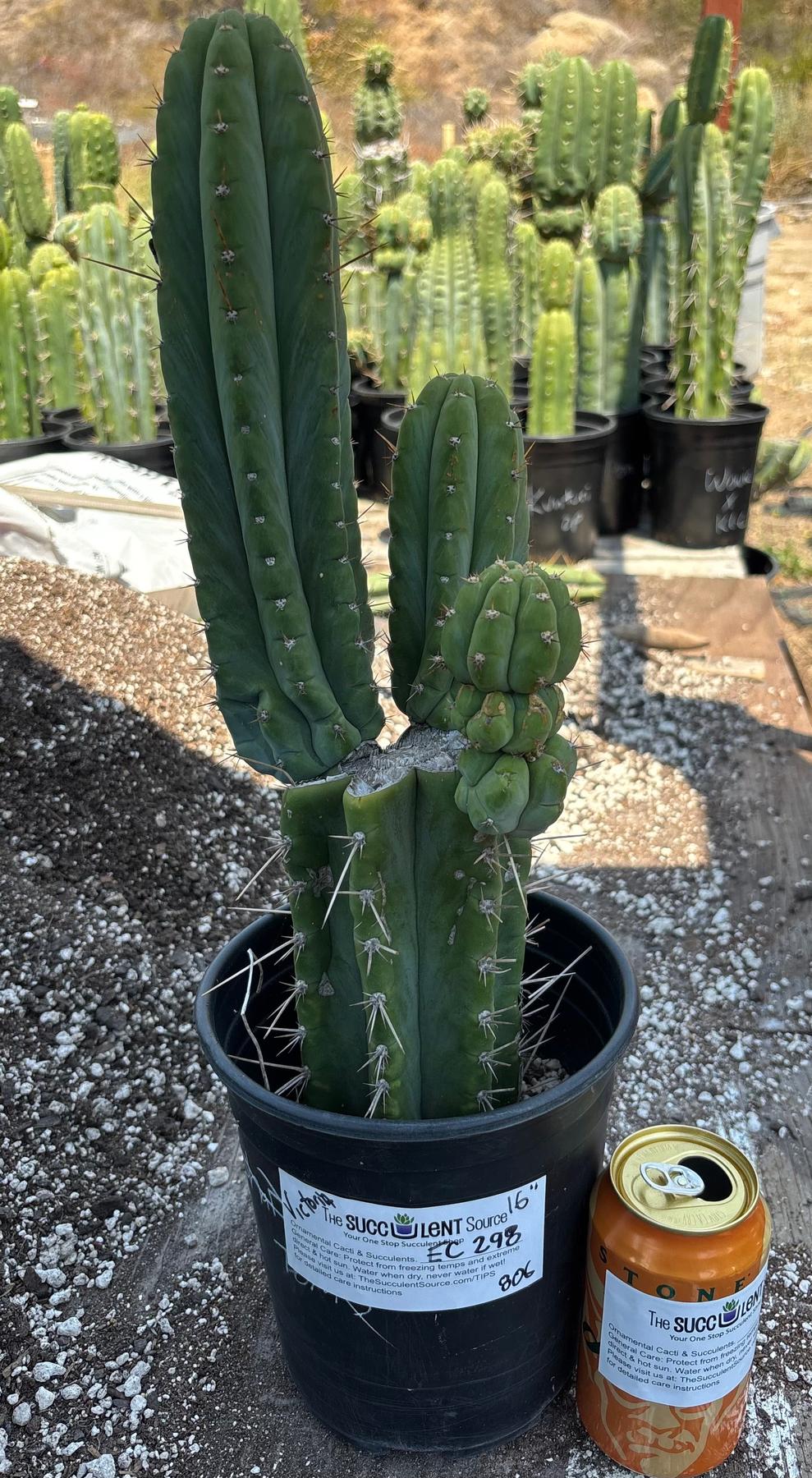 #EC298 EXACT Trichocereus Peruvianus Victoria Cactus 16”-Cactus - Large - Exact-The Succulent Source