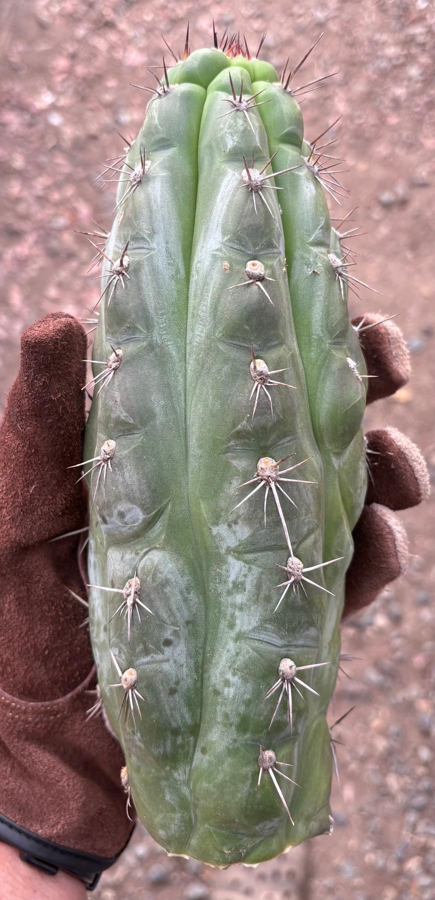 #EC30 EXACT Trichocereus Chalaensis Cactus Cutting 7-12"-Cactus - Large - Exact-The Succulent Source