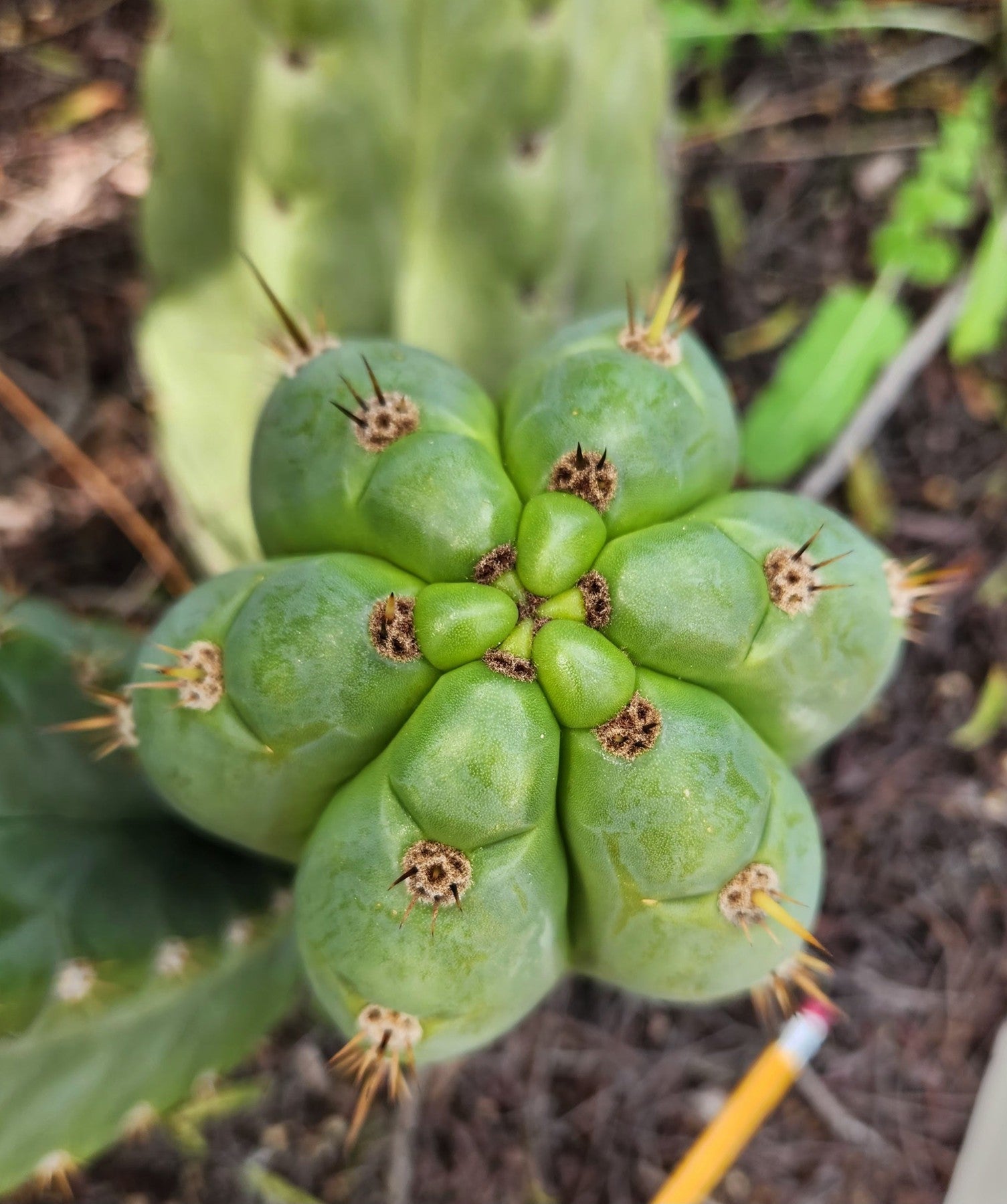 #EC300 EXACT Trichocereus Pachanoi "Phat Pach" Cactus Cutting-Cactus - Large - Exact-The Succulent Source
