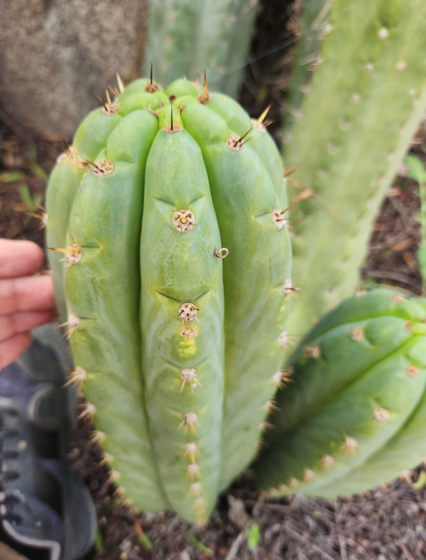 #EC300 EXACT Trichocereus Pachanoi "Phat Pach" Cactus Cutting-Cactus - Large - Exact-The Succulent Source