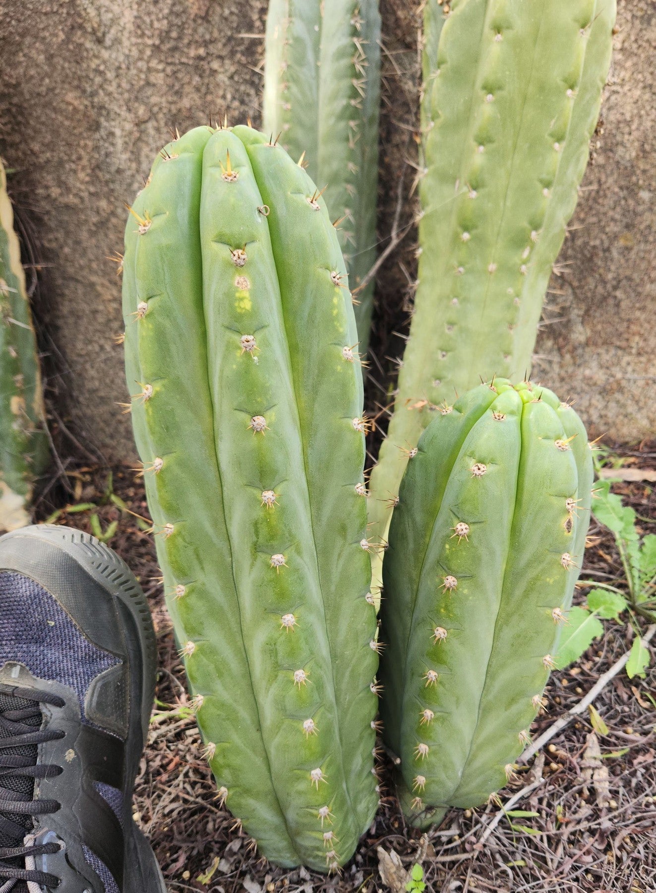 #EC300 EXACT Trichocereus Pachanoi "Phat Pach" Cactus Cutting-Cactus - Large - Exact-The Succulent Source