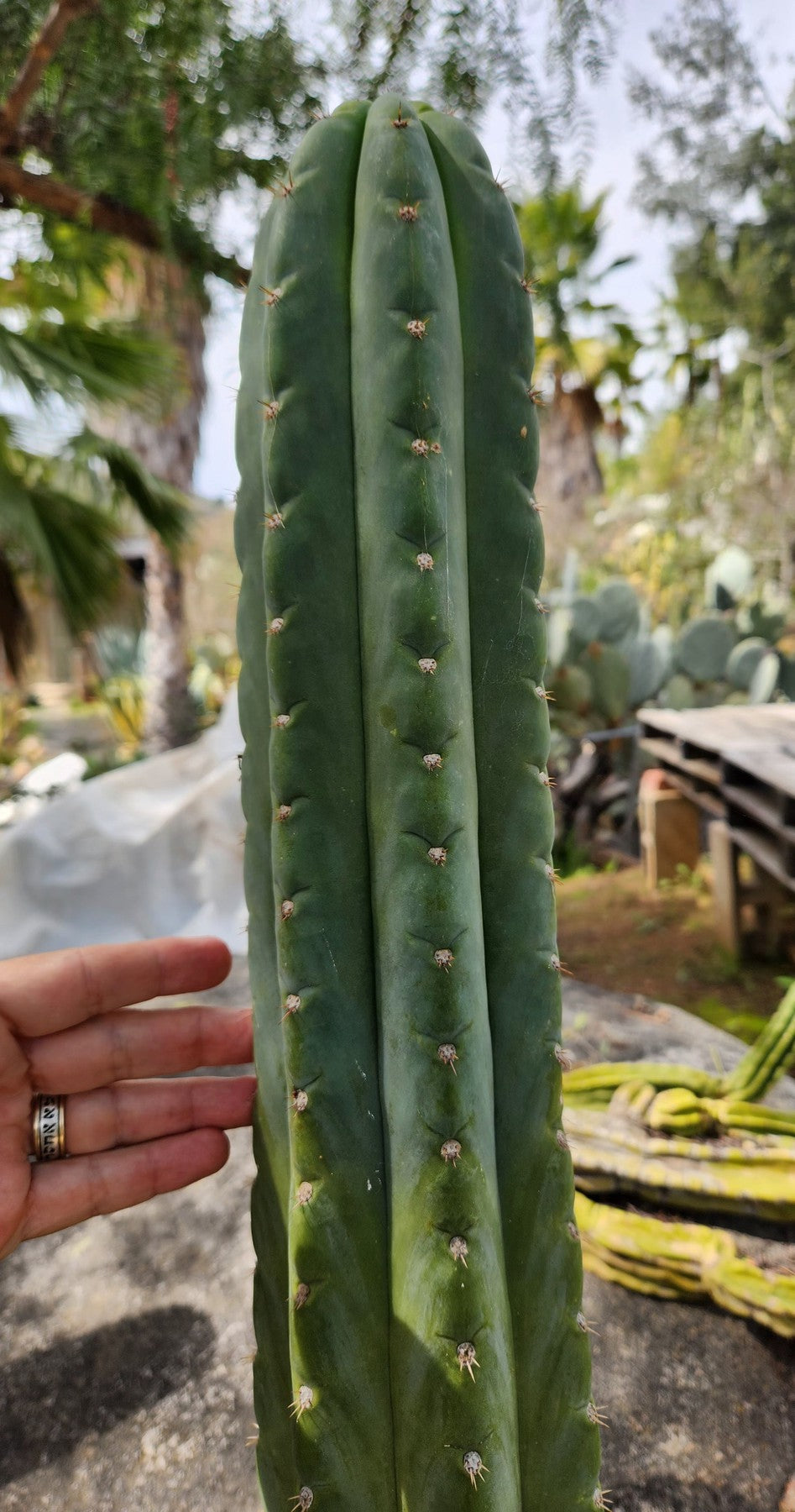 #EC300 EXACT Trichocereus Pachanoi "Phat Pach" Cactus Cutting-Cactus - Large - Exact-The Succulent Source