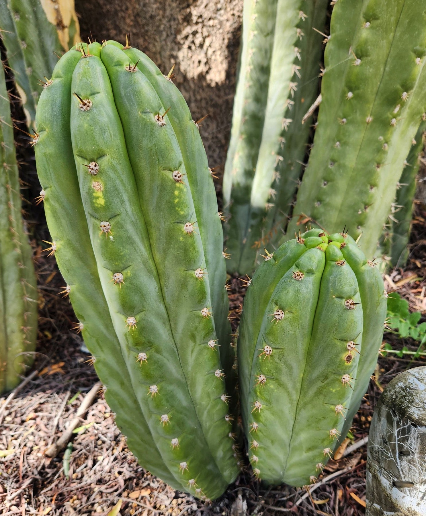 #EC300 EXACT Trichocereus Pachanoi "Phat Pach" Cactus Cutting-Cactus - Large - Exact-The Succulent Source