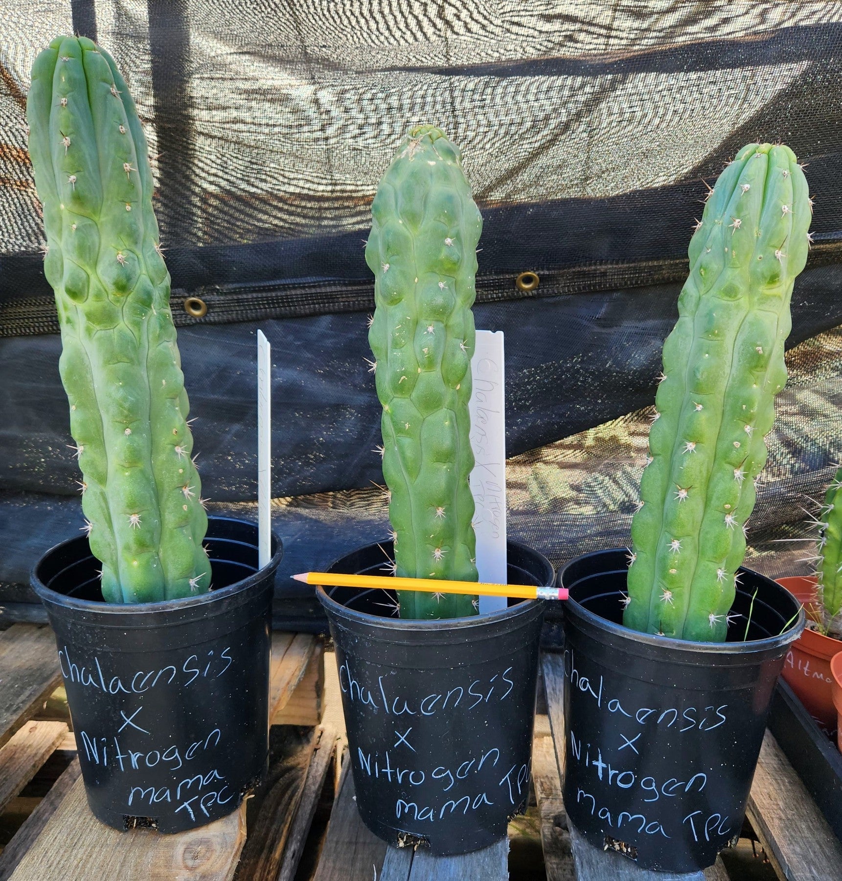 #EC301 EXACT Trichocereous Chalaensis X Nitrogen Mama TPC Cactus Cuttings-Cactus - Large - Exact-The Succulent Source
