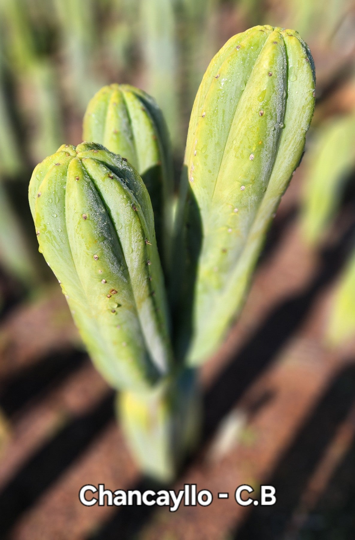 #EC303 EXACT Trichocereus Pachanoi Chancayllo Clone cactus cutting 8" Cactus Cutting 8"-Cactus - Large - Exact-The Succulent Source