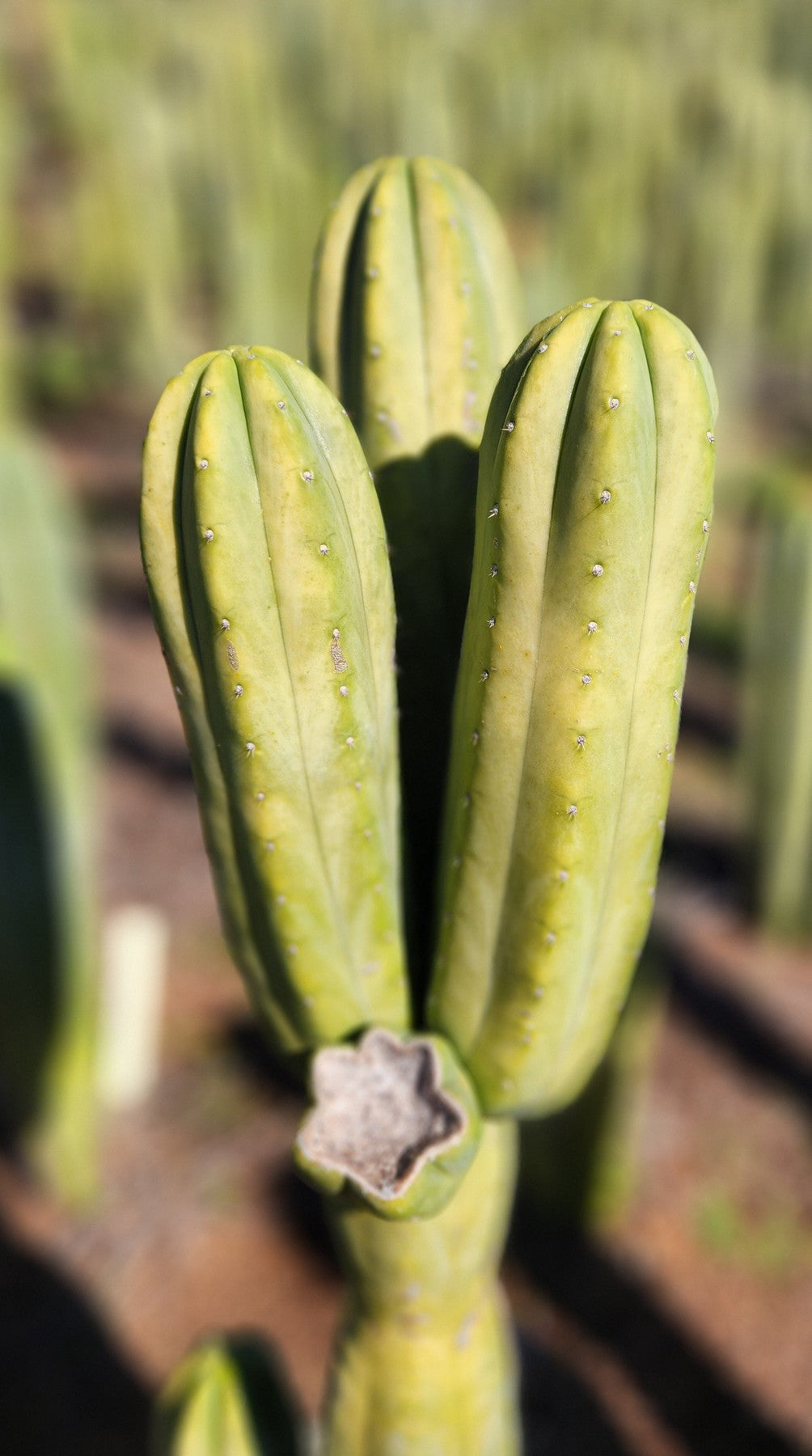 cloning san pedro cactus #EC303 EXACT Trichocereus Pachanoi Chancayllo Clone cactus cutting 8"