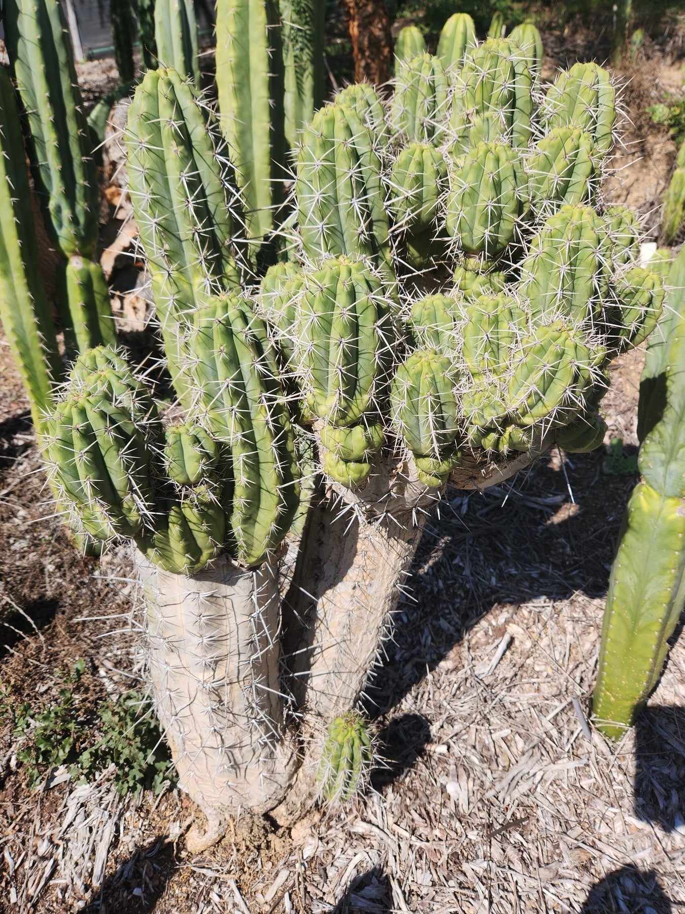 #EC304 EXACT Trichocereus Puquiensis "Linda" Cactus Cutting 6"-Cactus - Large - Exact-The Succulent Source
