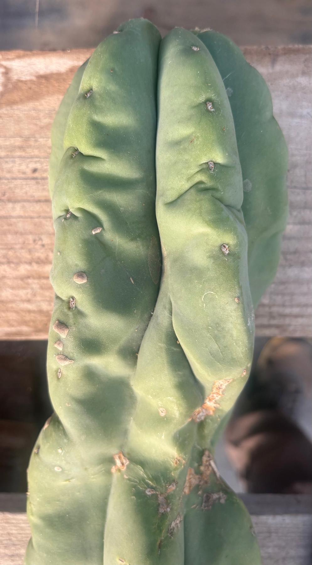 #EC306 EXACT Trichocereus Scopulicola Scop Patrick Noll Cactus Cuttings-Cactus - Large - Exact-The Succulent Source