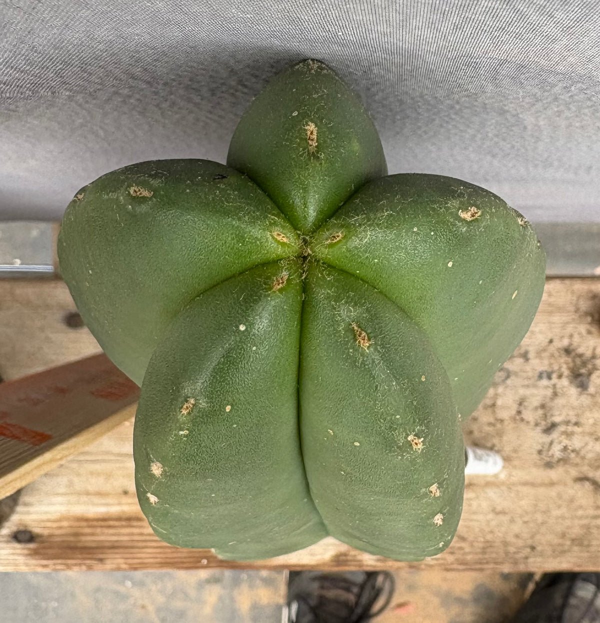#EC306 EXACT Trichocereus Scopulicola Scop Patrick Noll Cactus Cuttings-Cactus - Large - Exact-The Succulent Source