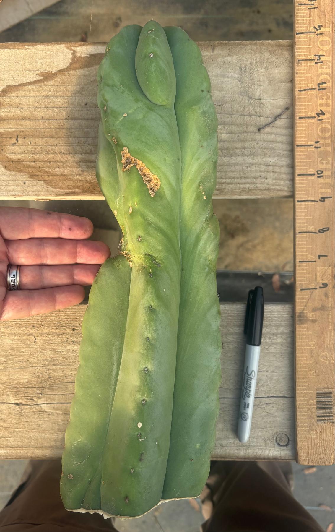 #EC306 EXACT Trichocereus Scopulicola Scop Patrick Noll Cactus Cuttings-Cactus - Large - Exact-The Succulent Source