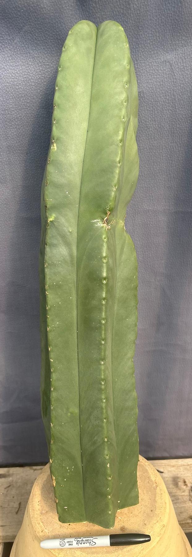 #EC306 EXACT Trichocereus Scopulicola Scop Patrick Noll Cactus Cuttings-Cactus - Large - Exact-The Succulent Source
