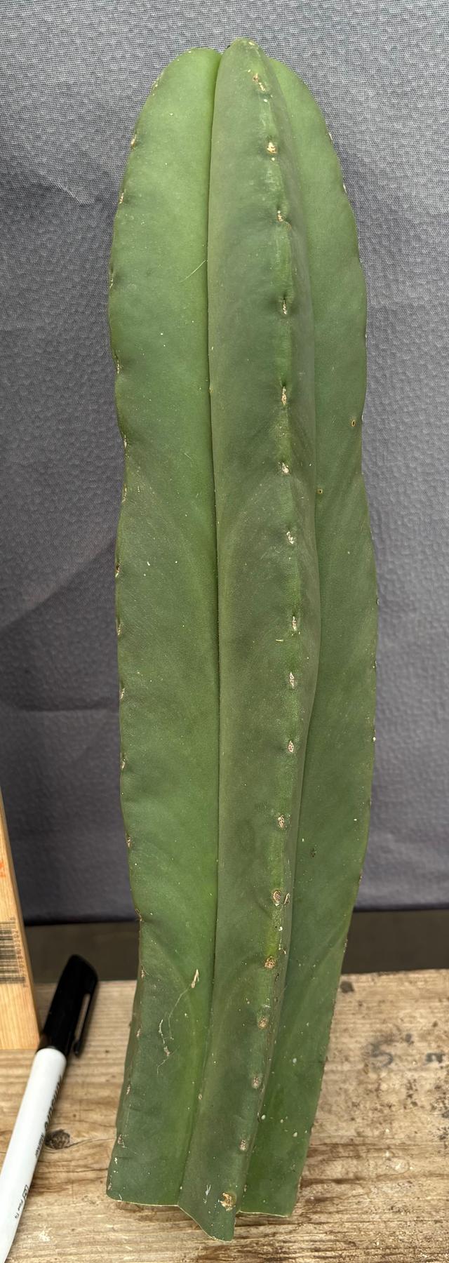 #EC306 EXACT Trichocereus Scopulicola Scop Patrick Noll Cactus Cuttings-Cactus - Large - Exact-The Succulent Source