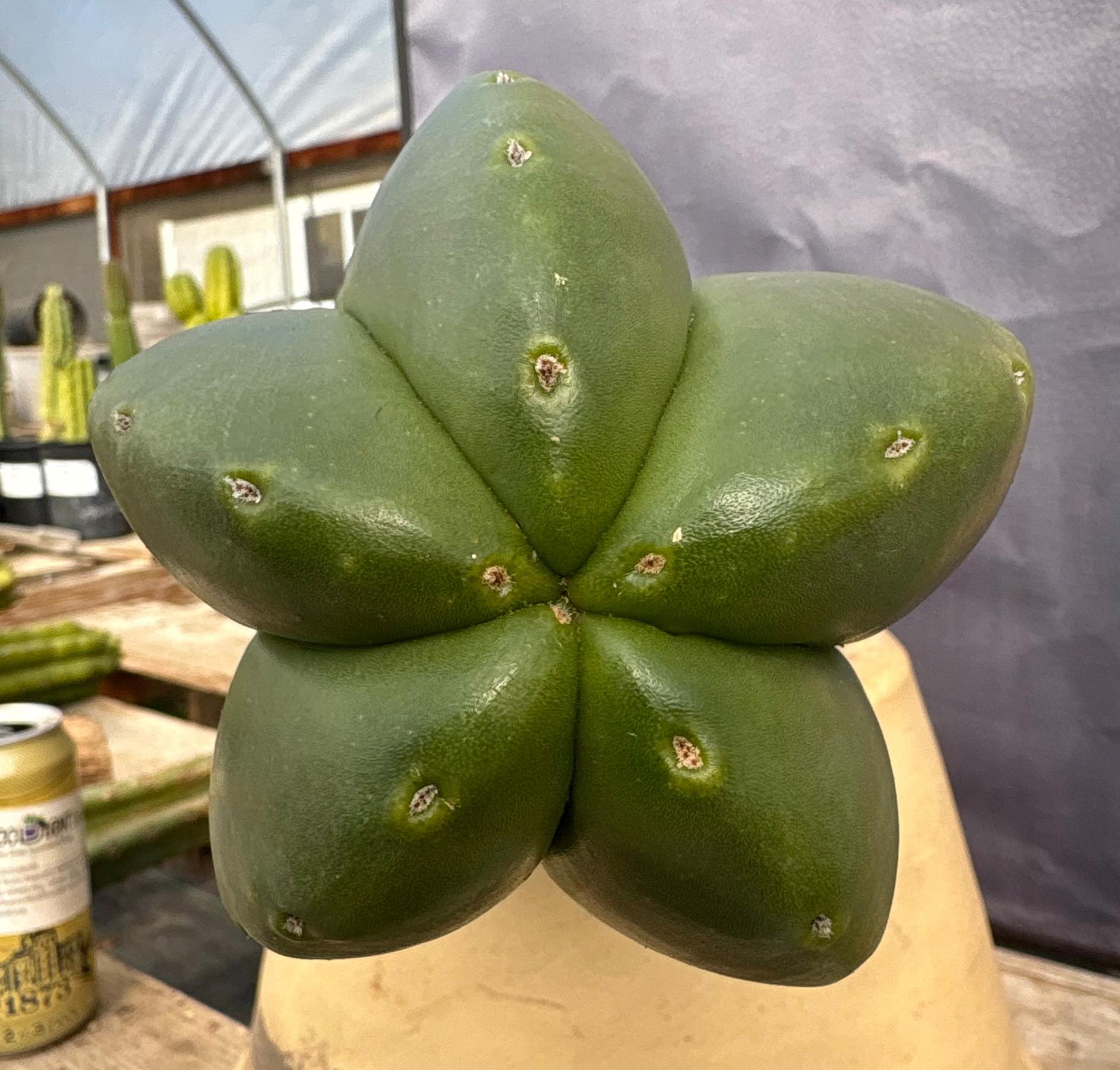 #EC306 EXACT Trichocereus Scopulicola Scop Patrick Noll Cactus Cuttings-Cactus - Large - Exact-The Succulent Source