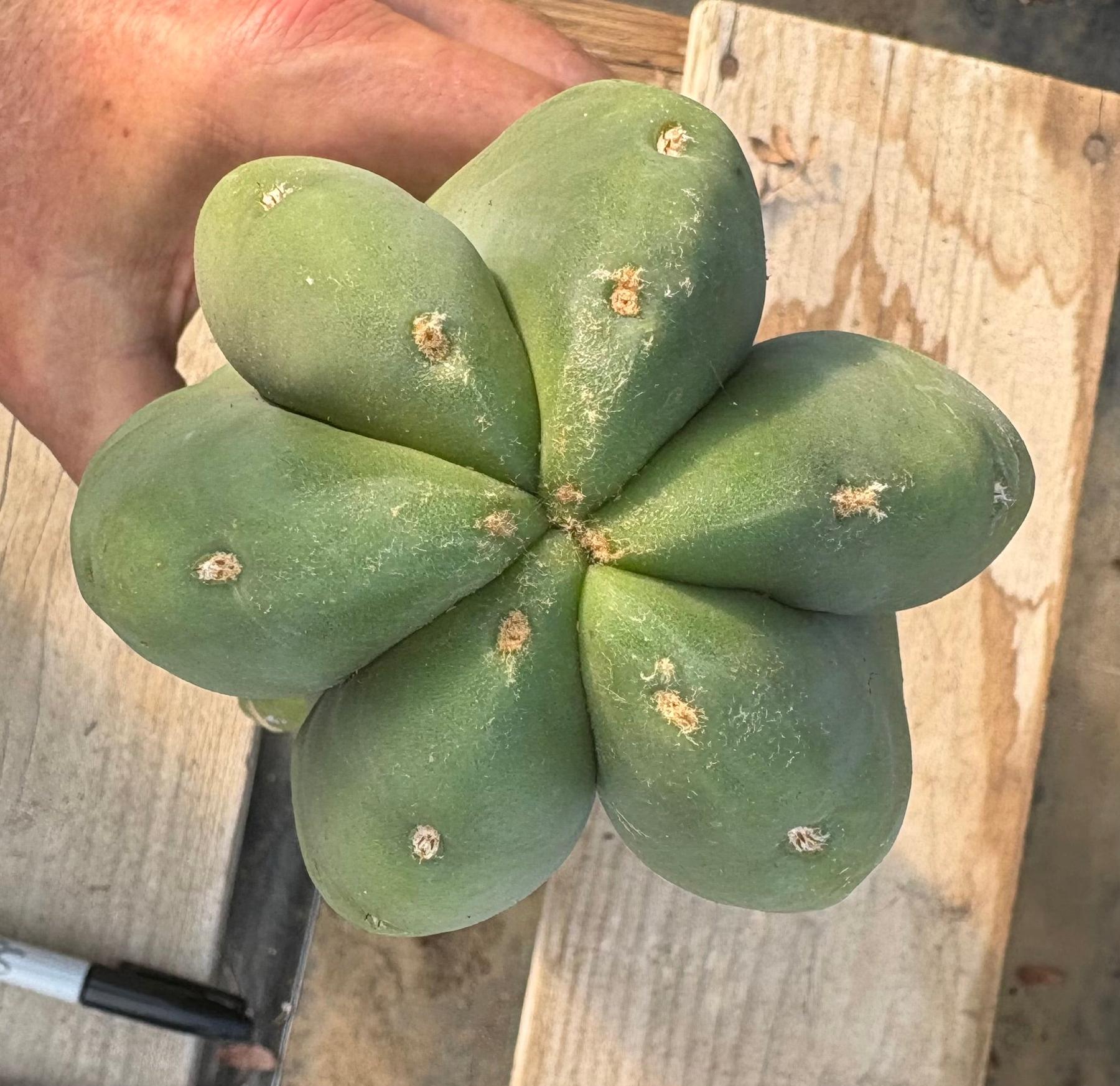 #EC306 EXACT Trichocereus Scopulicola Scop Patrick Noll Cactus Cuttings-Cactus - Large - Exact-The Succulent Source