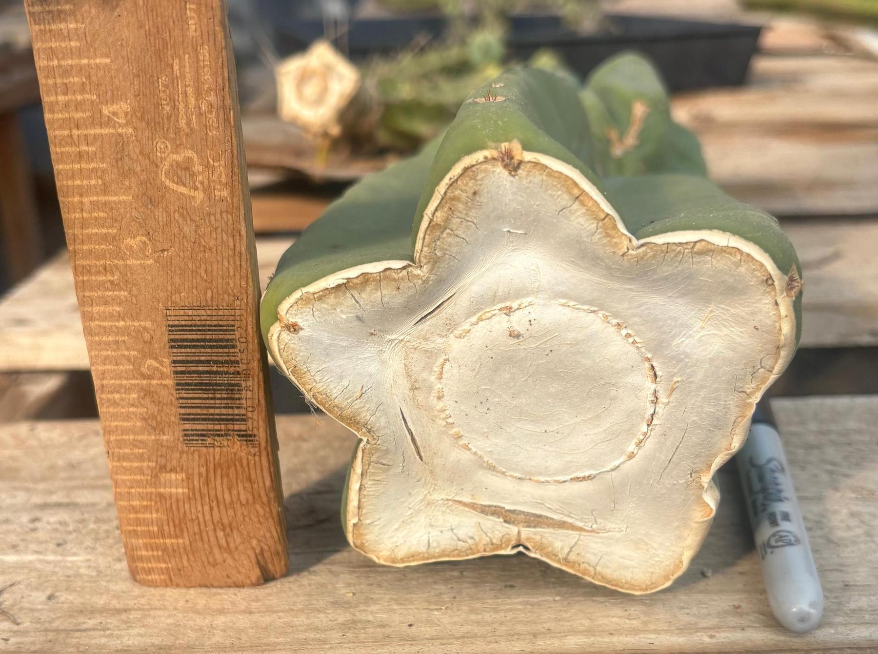 #EC306 EXACT Trichocereus Scopulicola Scop Patrick Noll Cactus Cuttings-Cactus - Large - Exact-The Succulent Source