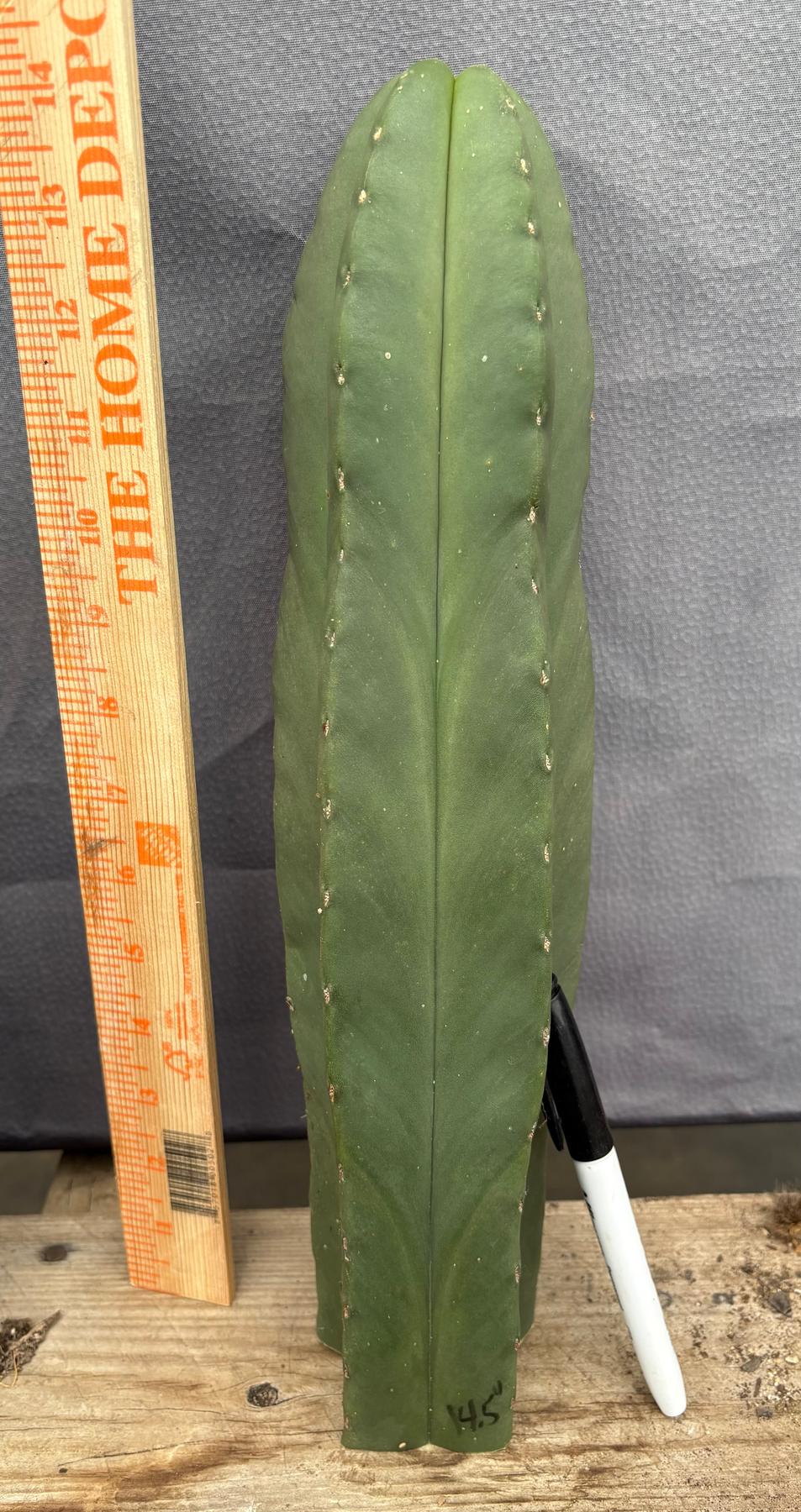 #EC306 EXACT Trichocereus Scopulicola Scop Patrick Noll Cactus Cuttings-Cactus - Large - Exact-The Succulent Source