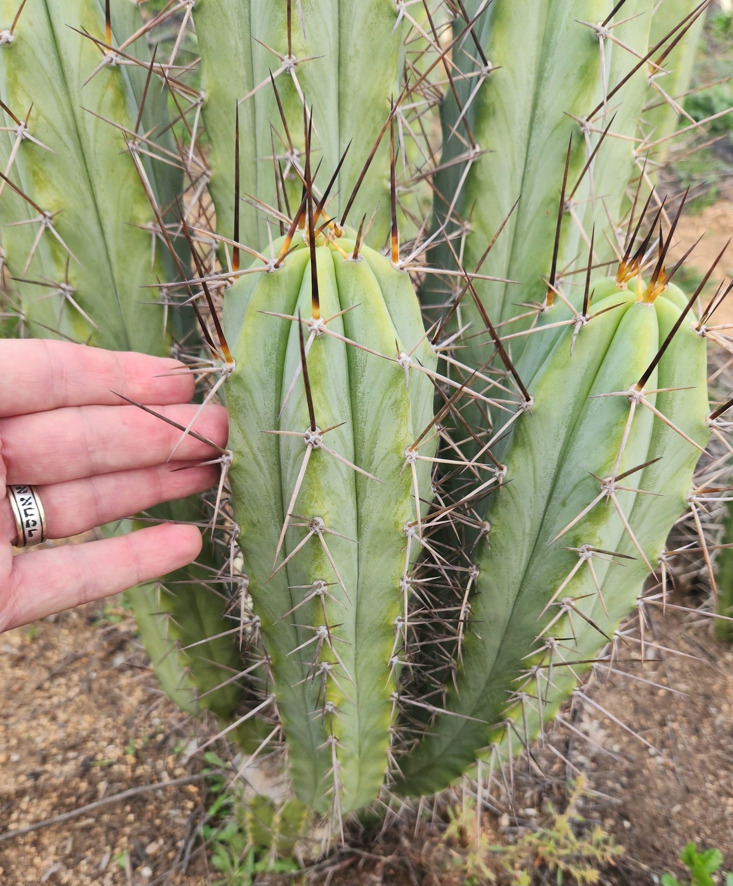 #EC308 EXACT Trichocereus Cordobensis Super Pedro X J8 Cactus Cutting 7-8"-Cactus - Large - Exact-The Succulent Source