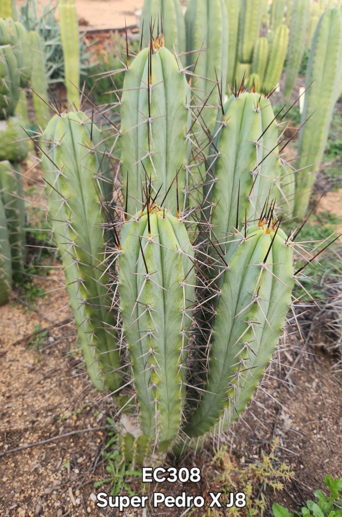 #EC308 EXACT Trichocereus Cordobensis Super Pedro X J8 Cactus Cutting 7-8"-Cactus - Large - Exact-The Succulent Source