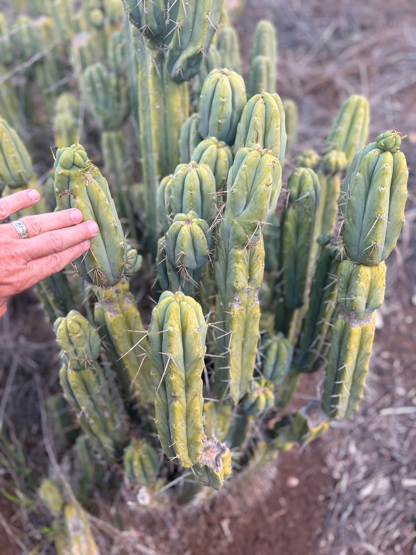 #EC309 EXACT Trichocereus Bridgesii Jiimz Cactus Cutting 12” approx-Cactus - Large - Exact-The Succulent Source