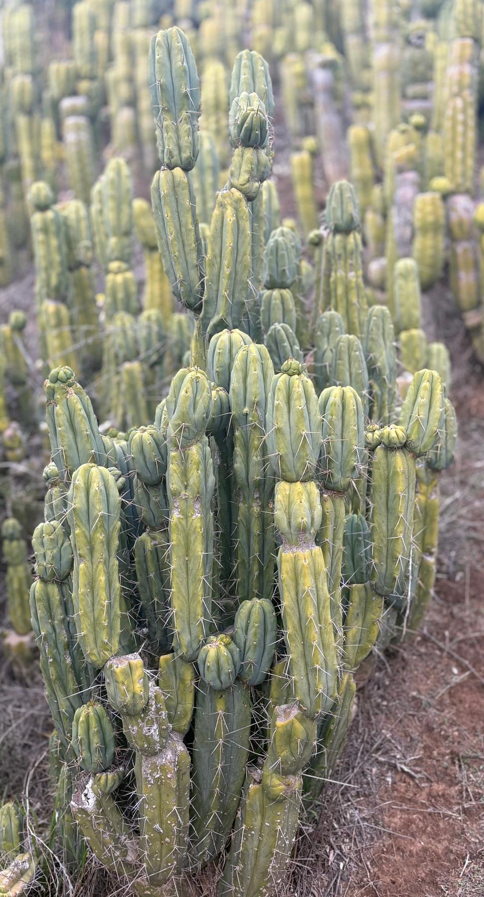 #EC309 EXACT Trichocereus Bridgesii Jiimz Cactus Cutting 12” approx-Cactus - Large - Exact-The Succulent Source