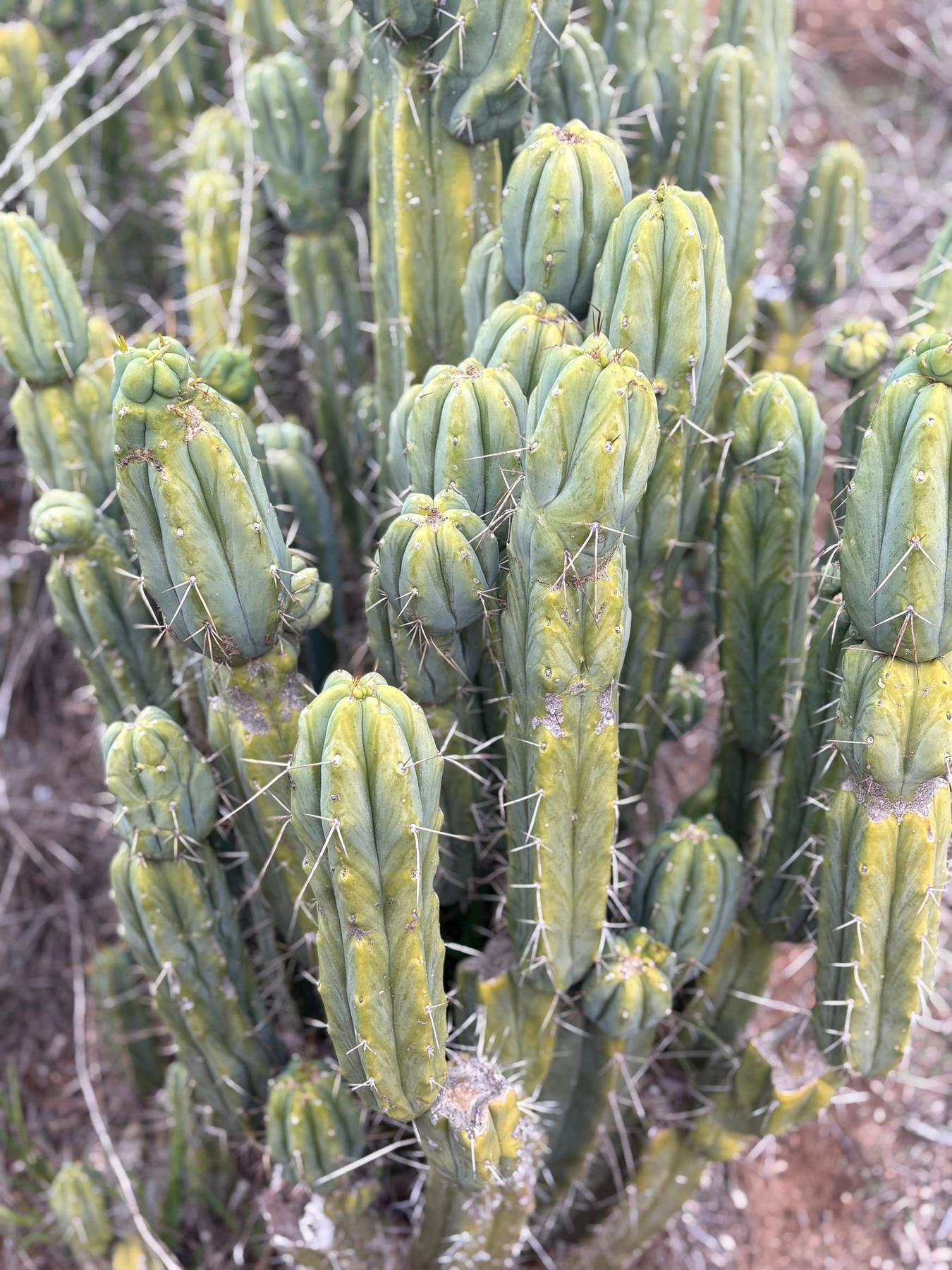 #EC309 EXACT Trichocereus Bridgesii Jiimz Cactus Cutting 12” approx-Cactus - Large - Exact-The Succulent Source
