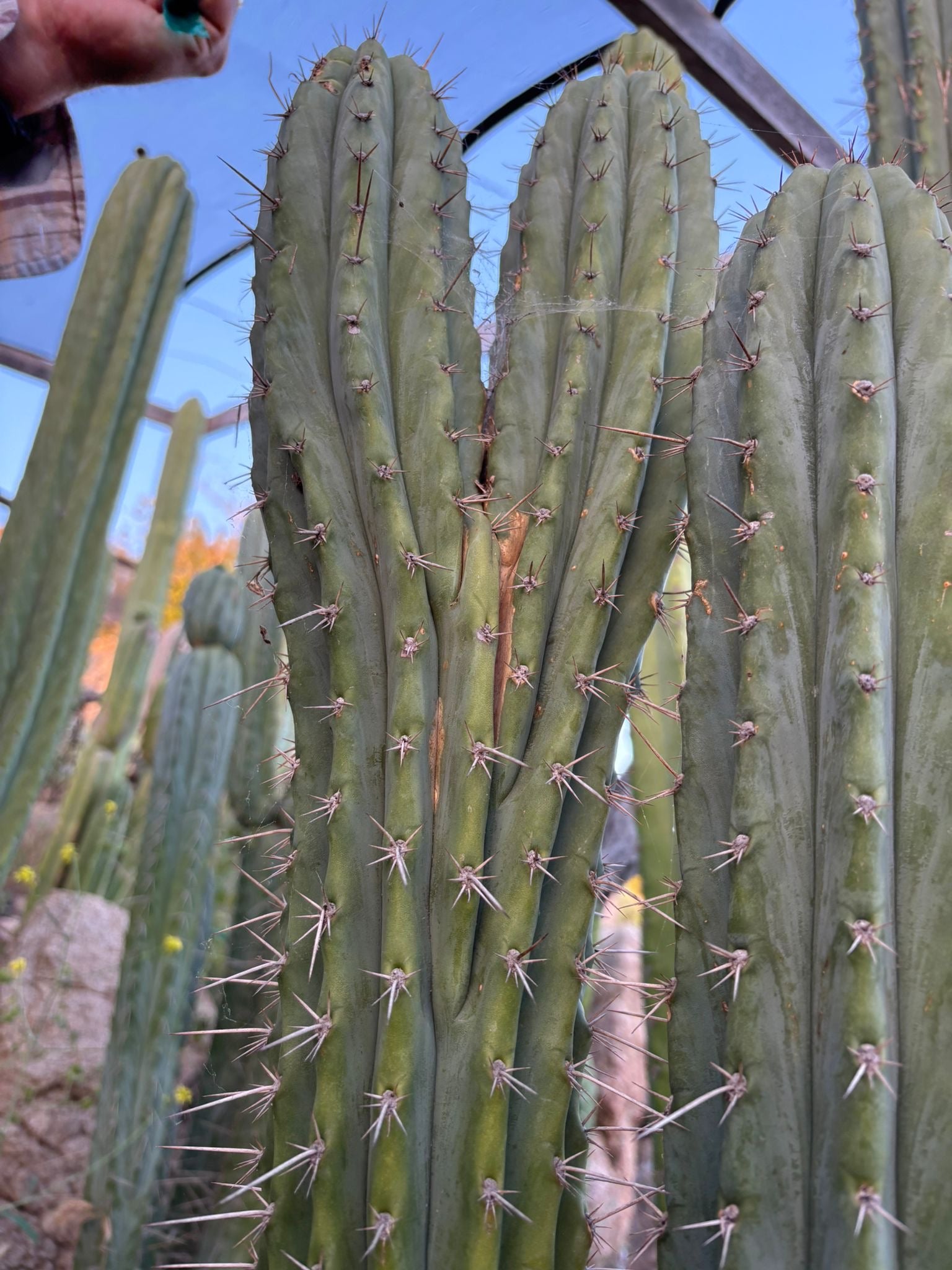 #EC31 EXACT Trichocereus Two Headed Monster Cactus Cutting 15”-Cactus - Large - Exact-The Succulent Source