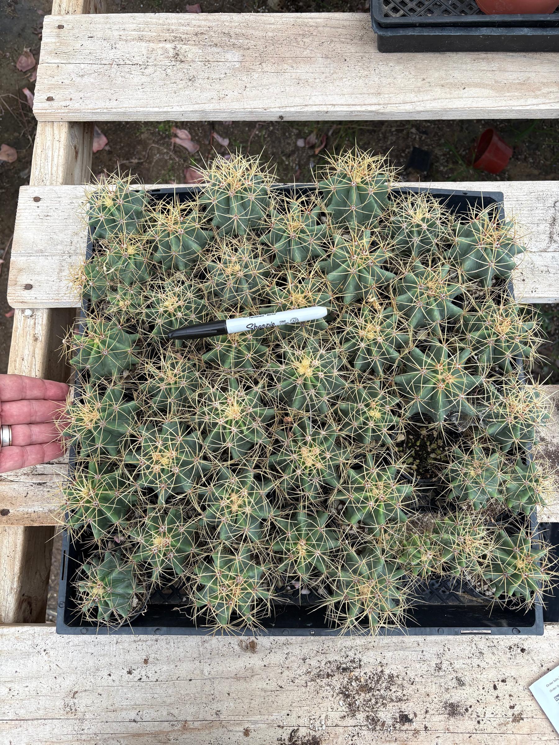 #EC310 EXACT CUSTOM Tray of Glaucescens-Cactus - Large - Exact-The Succulent Source