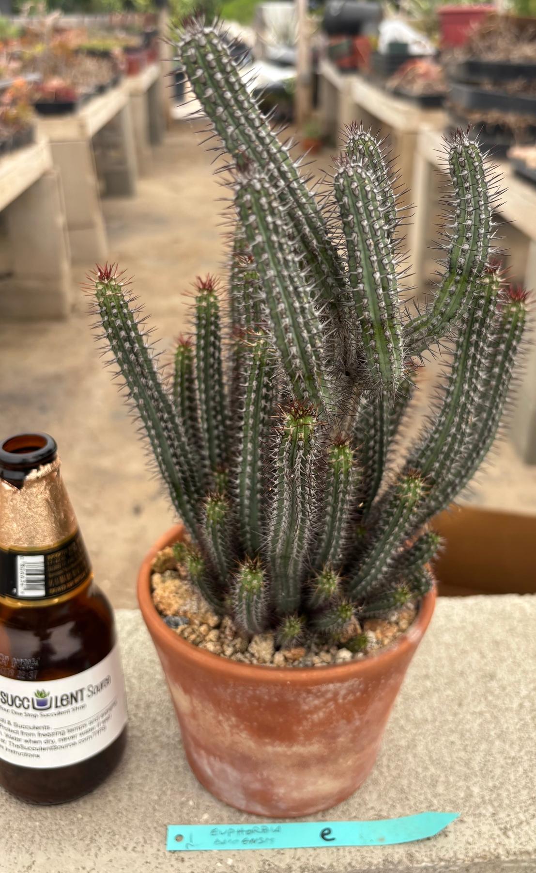 #EC311 Blaise’s EXACT Cactus & Euohorbia Potted Specimens-Cactus - Large - Exact-The Succulent Source