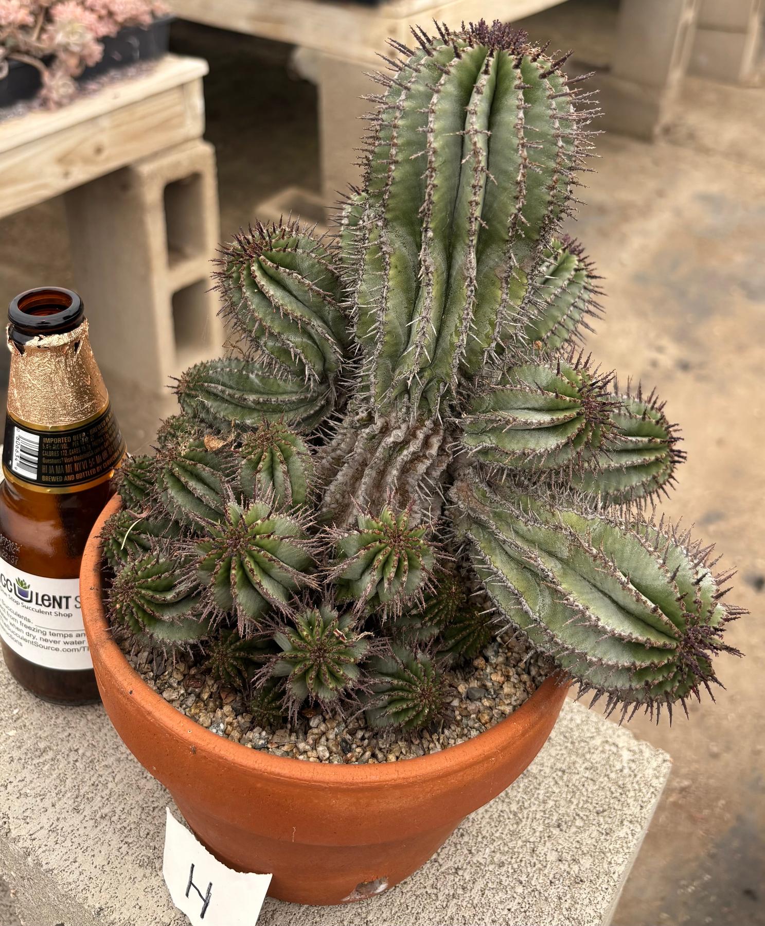 #EC311 Blaise’s EXACT Cactus & Euohorbia Potted Specimens-Cactus - Large - Exact-The Succulent Source