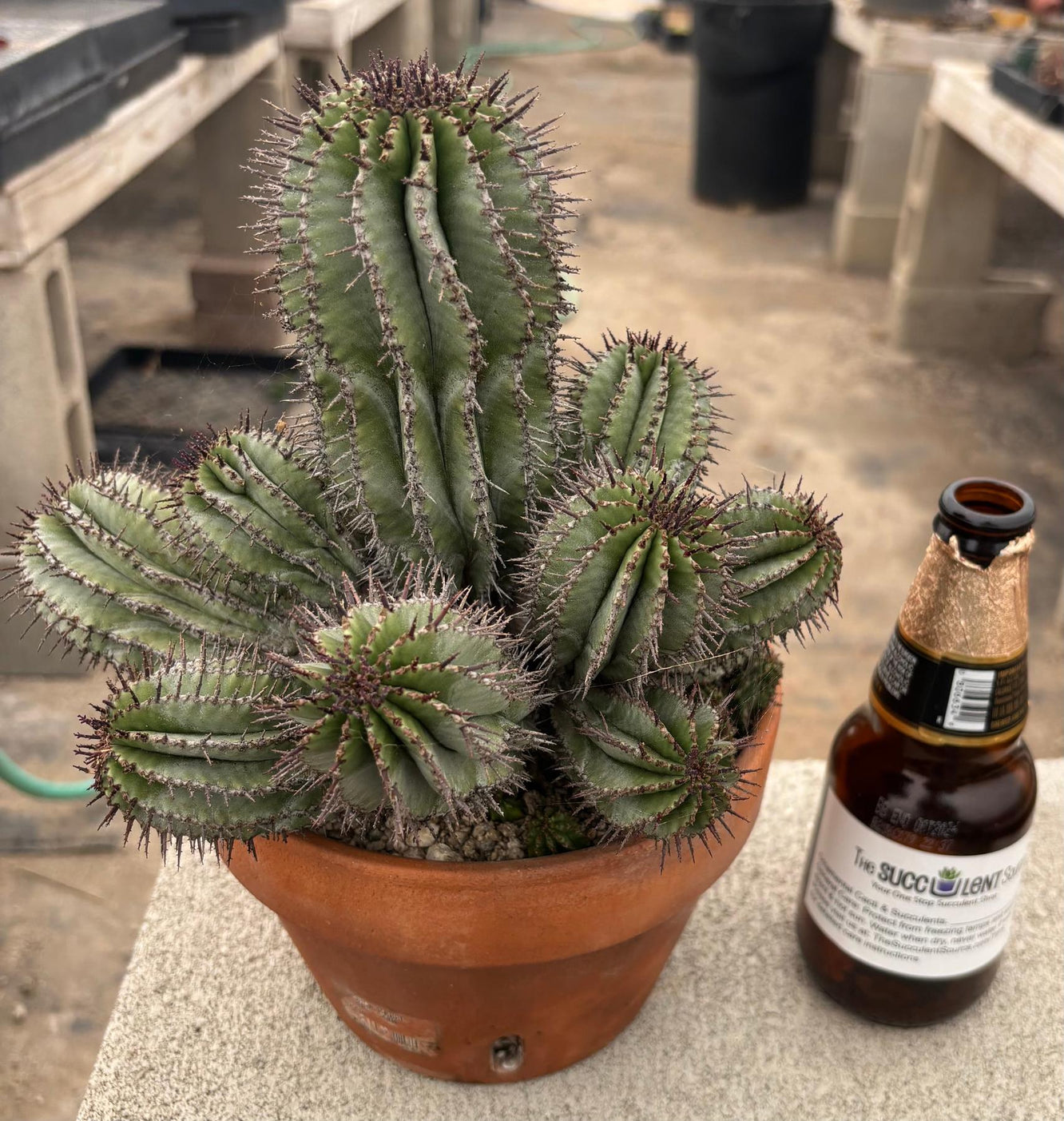 #EC311 Blaise’s EXACT Cactus & Euohorbia Potted Specimens-Cactus - Large - Exact-The Succulent Source