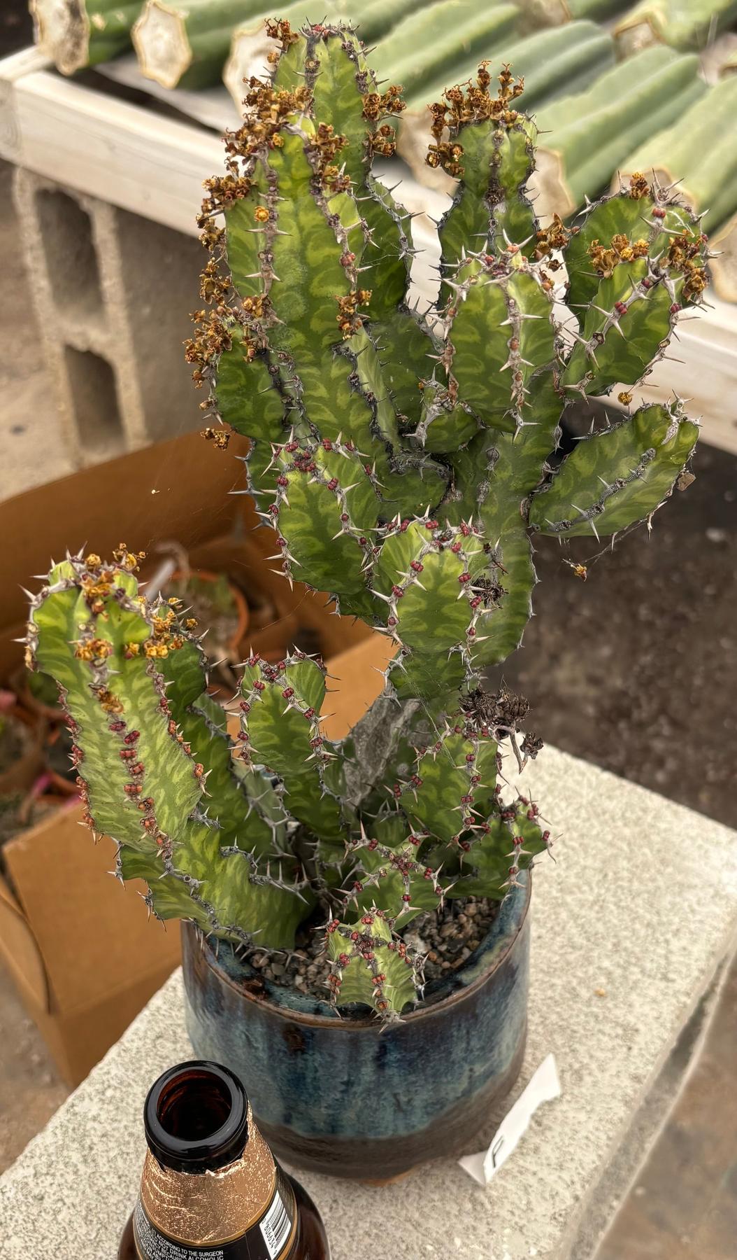 #EC311 Blaise’s EXACT Cactus & Euohorbia Potted Specimens-Cactus - Large - Exact-The Succulent Source