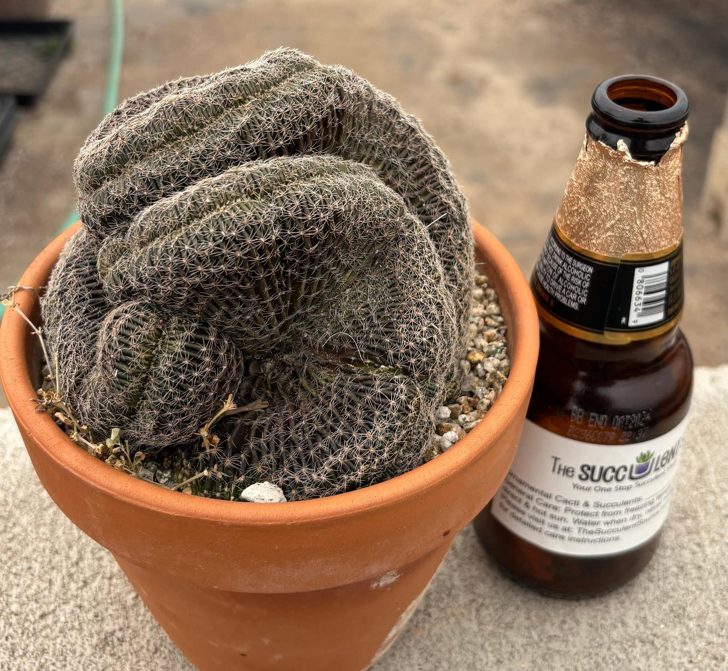 #EC311 Blaise’s EXACT Cactus & Euohorbia Potted Specimens-Cactus - Large - Exact-The Succulent Source