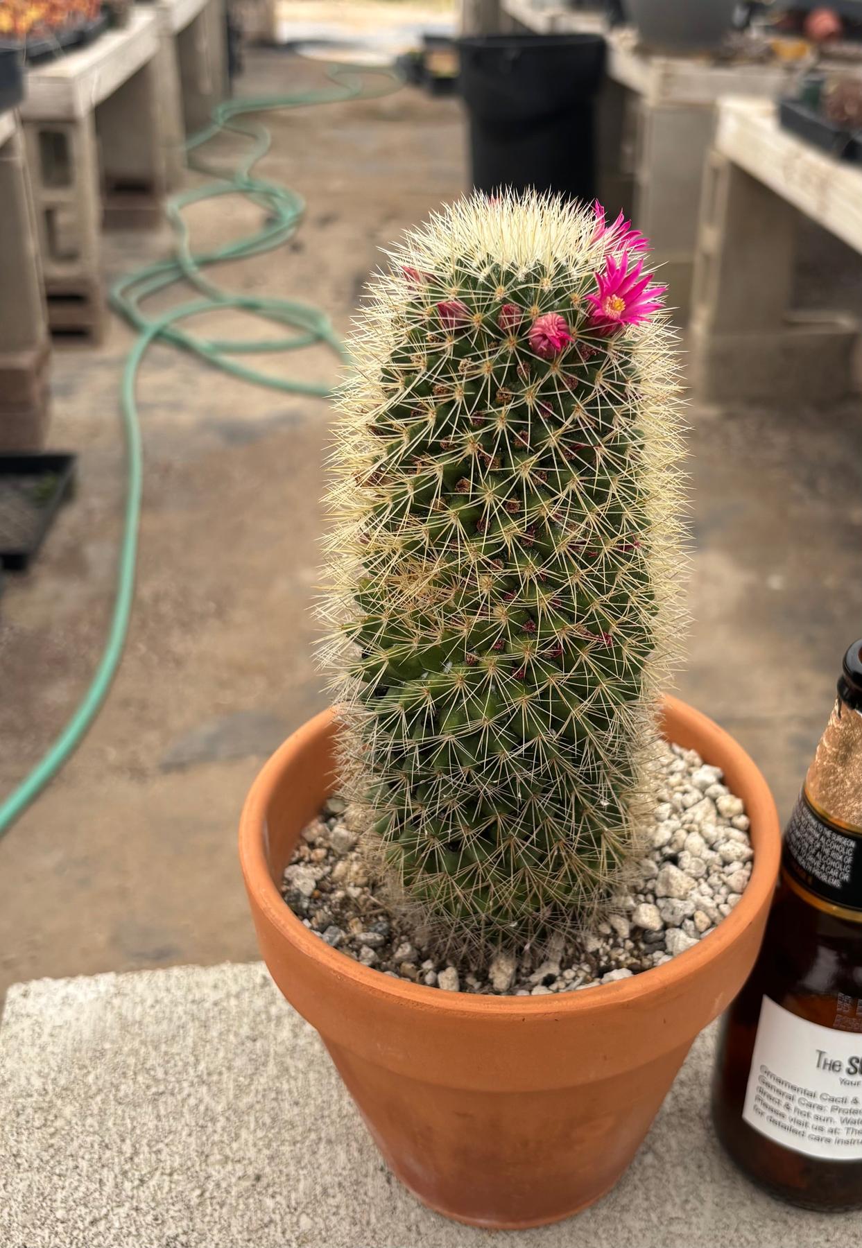 #EC311 Blaise’s EXACT Cactus & Euohorbia Potted Specimens-Cactus - Large - Exact-The Succulent Source