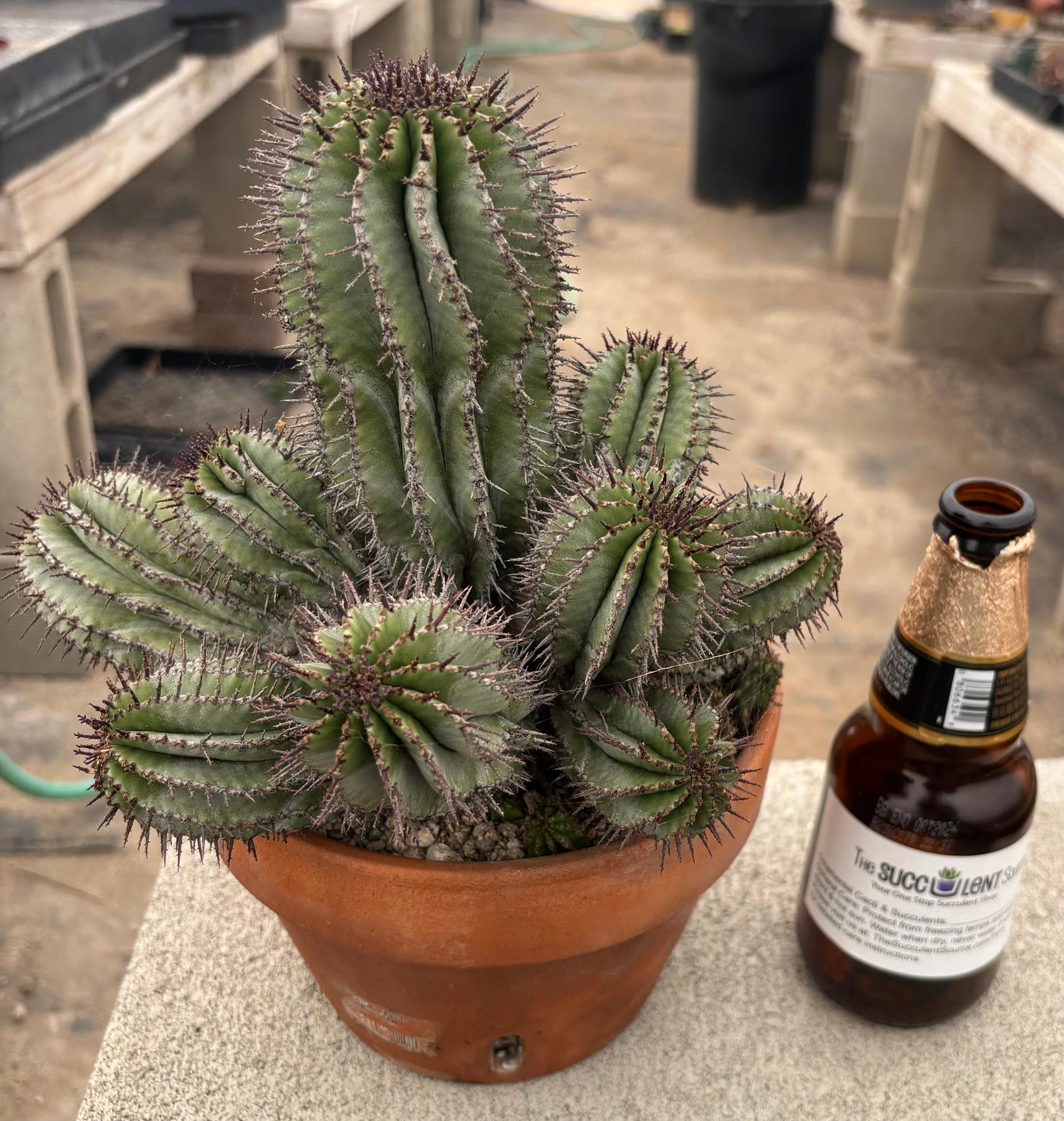 #EC311 Blaise’s EXACT Cactus & Euohorbia Potted Specimens-Cactus - Large - Exact-The Succulent Source