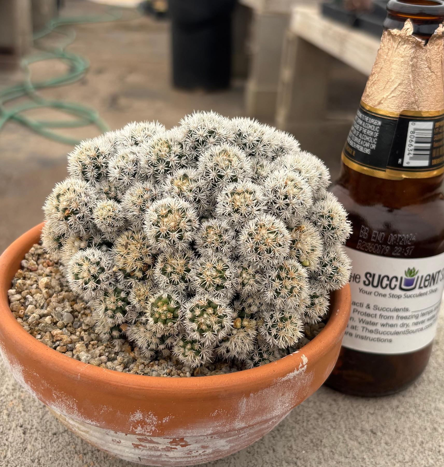 #EC311 Blaise’s EXACT Cactus & Euohorbia Potted Specimens-Cactus - Large - Exact-The Succulent Source