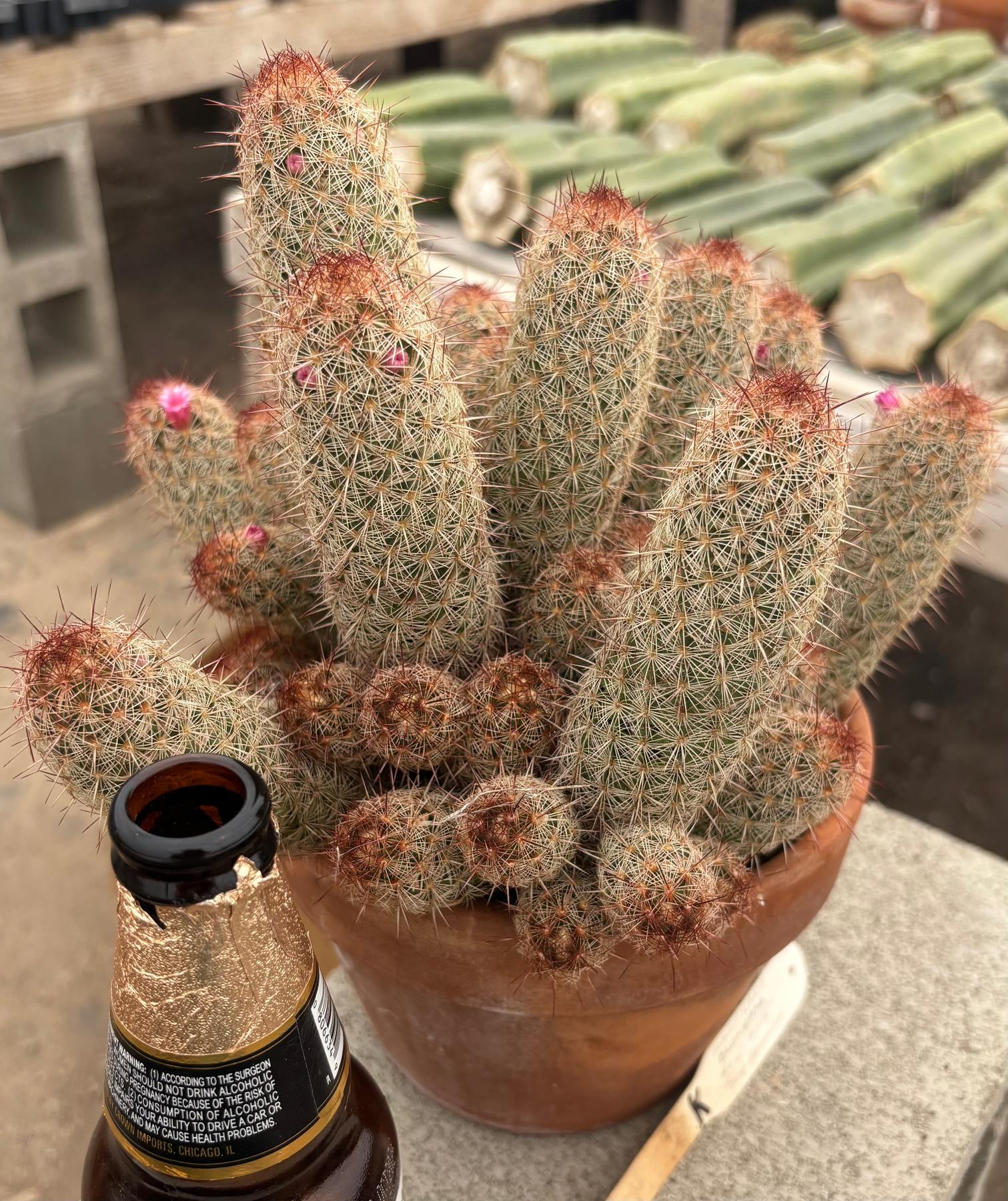 #EC311 Blaise’s EXACT Cactus & Euohorbia Potted Specimens-Cactus - Large - Exact-The Succulent Source