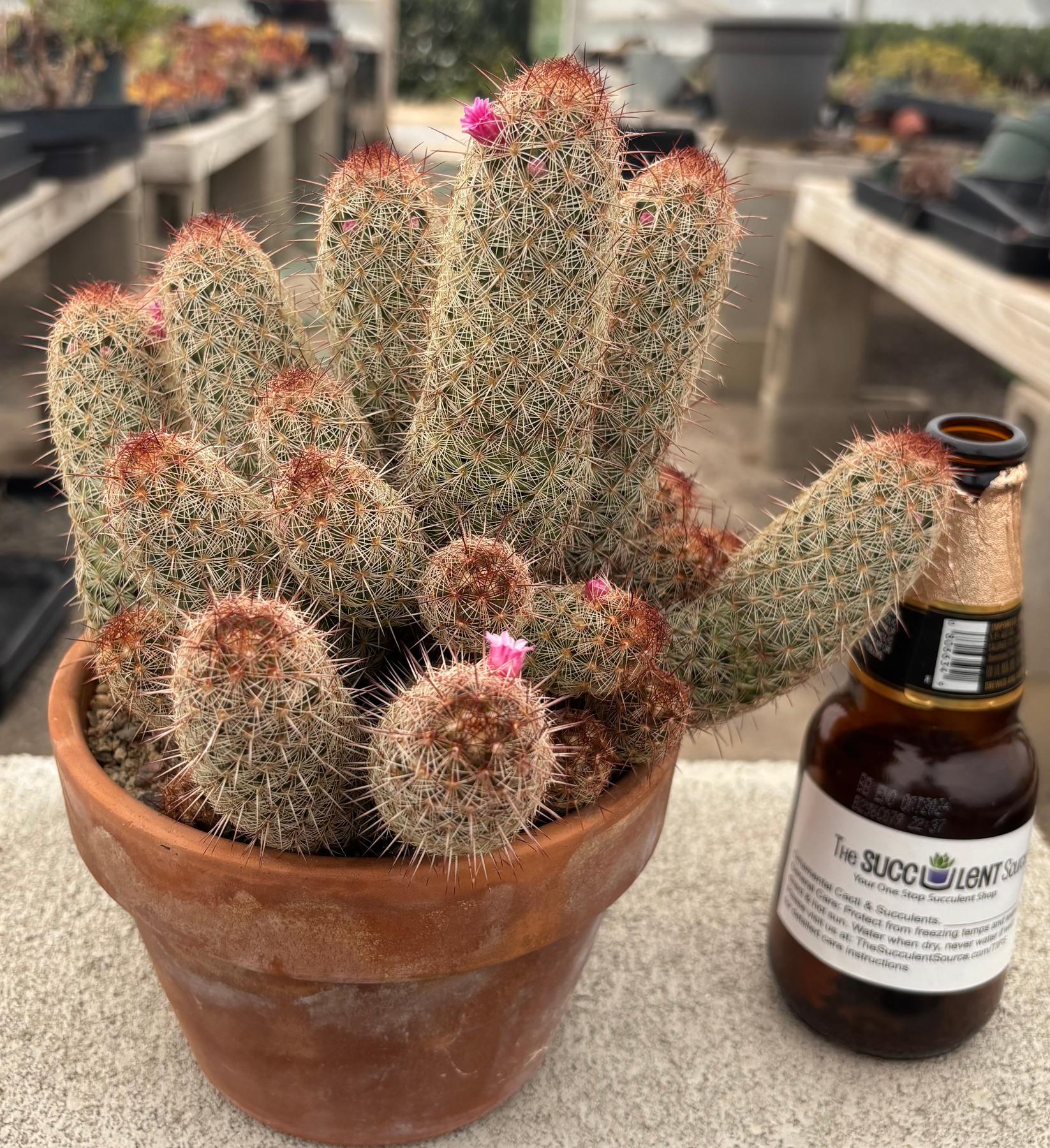 #EC311 Blaise’s EXACT Cactus & Euohorbia Potted Specimens-Cactus - Large - Exact-The Succulent Source