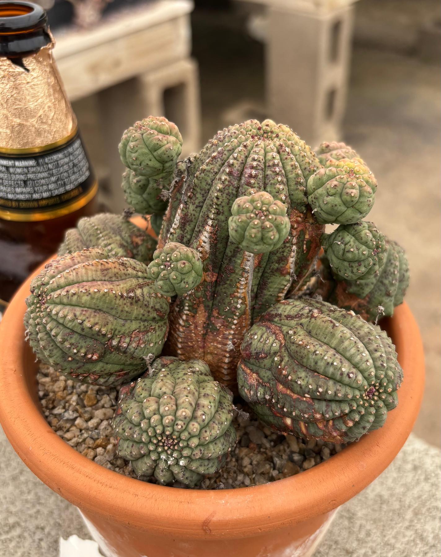 #EC311 Blaise’s EXACT Cactus & Euohorbia Potted Specimens-Cactus - Large - Exact-The Succulent Source