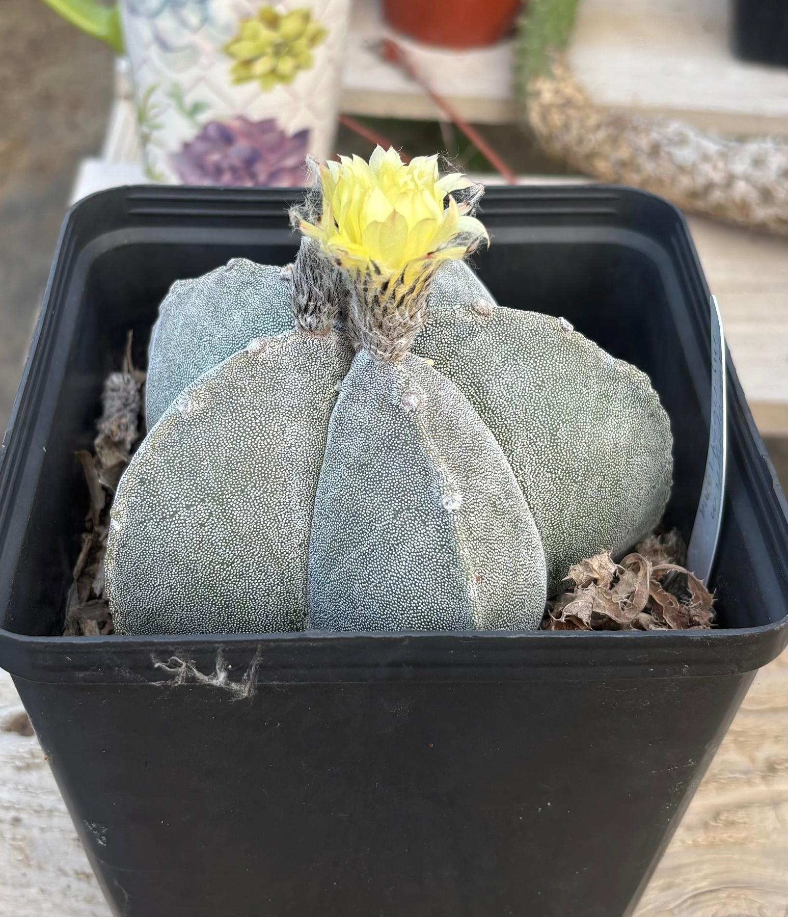 #EC311 Blaise’s EXACT Cactus Specimens-Cactus - Large - Exact-The Succulent Source