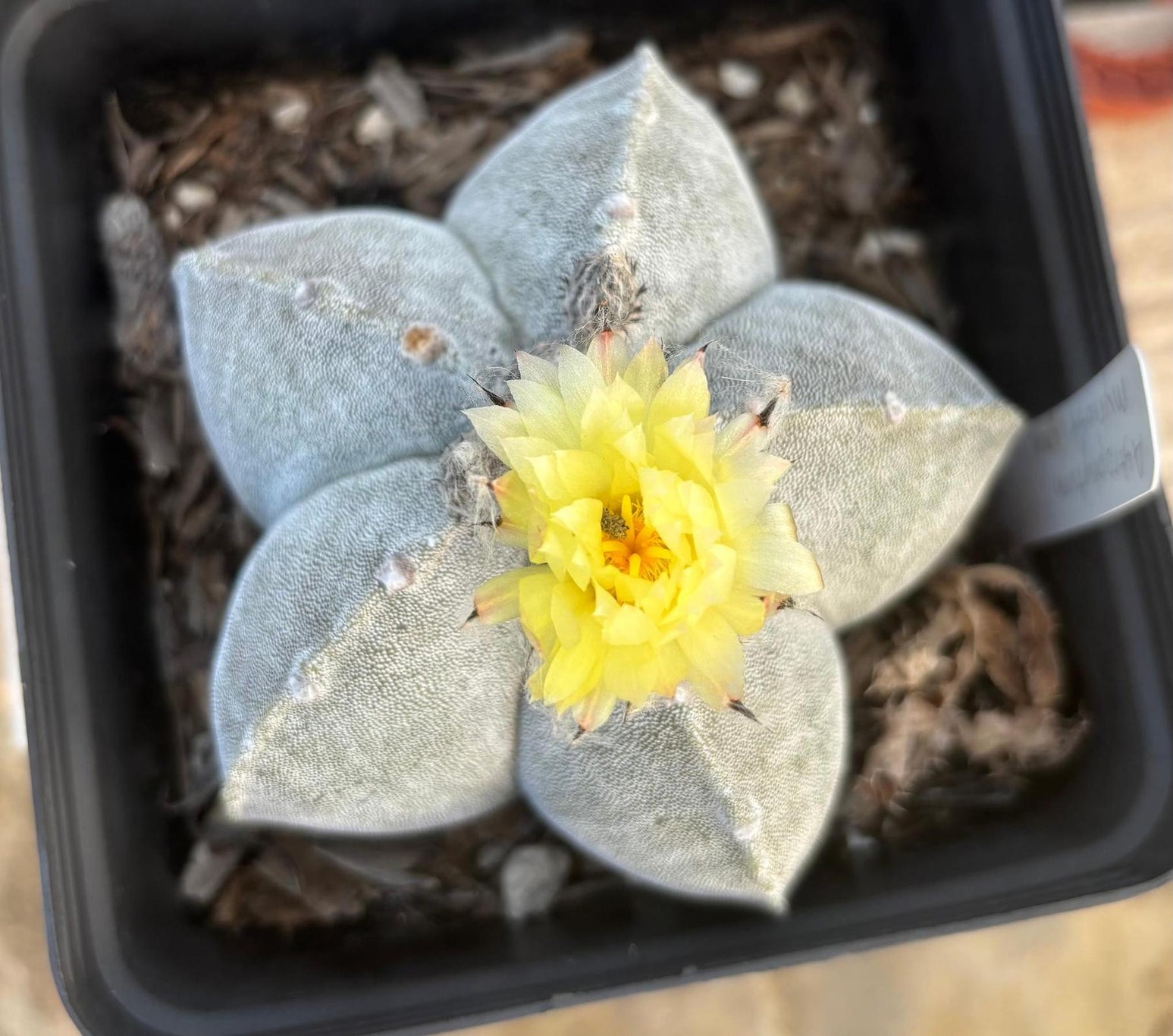 #EC311 Blaise’s EXACT Cactus Specimens-Cactus - Large - Exact-The Succulent Source