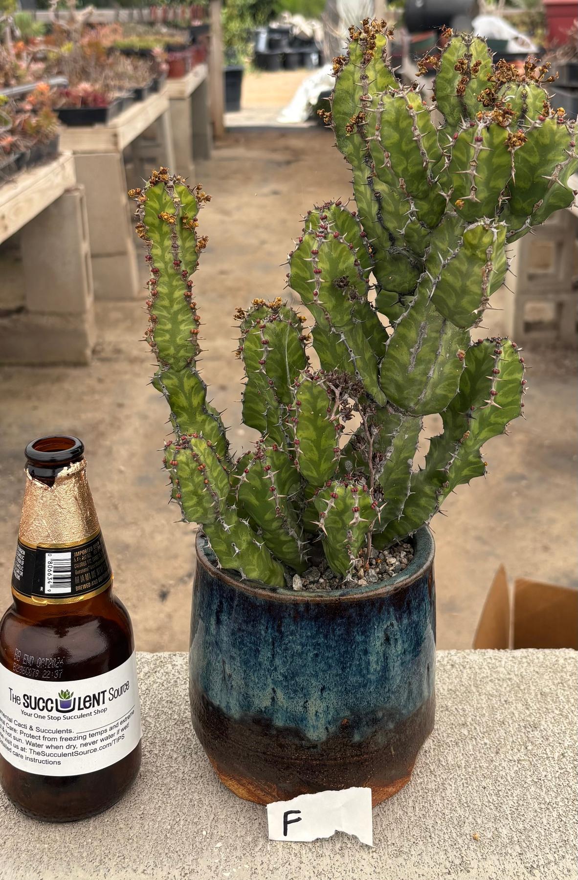 #EC311 Blaise’s EXACT Cactus & Euohorbia Potted Specimens-Cactus - Large - Exact-The Succulent Source