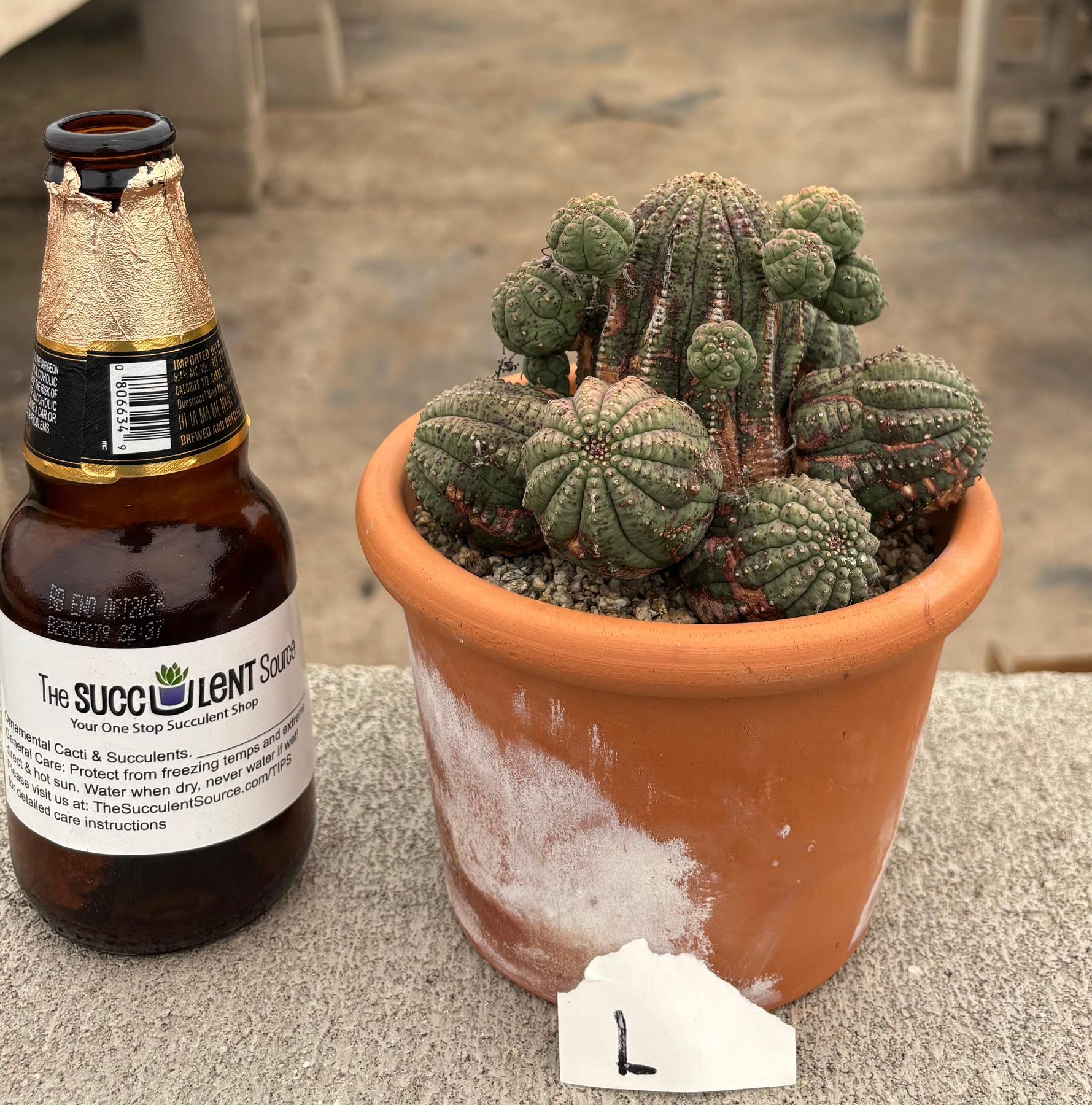 #EC311 Blaise’s EXACT Cactus & Euohorbia Potted Specimens-Cactus - Large - Exact-The Succulent Source