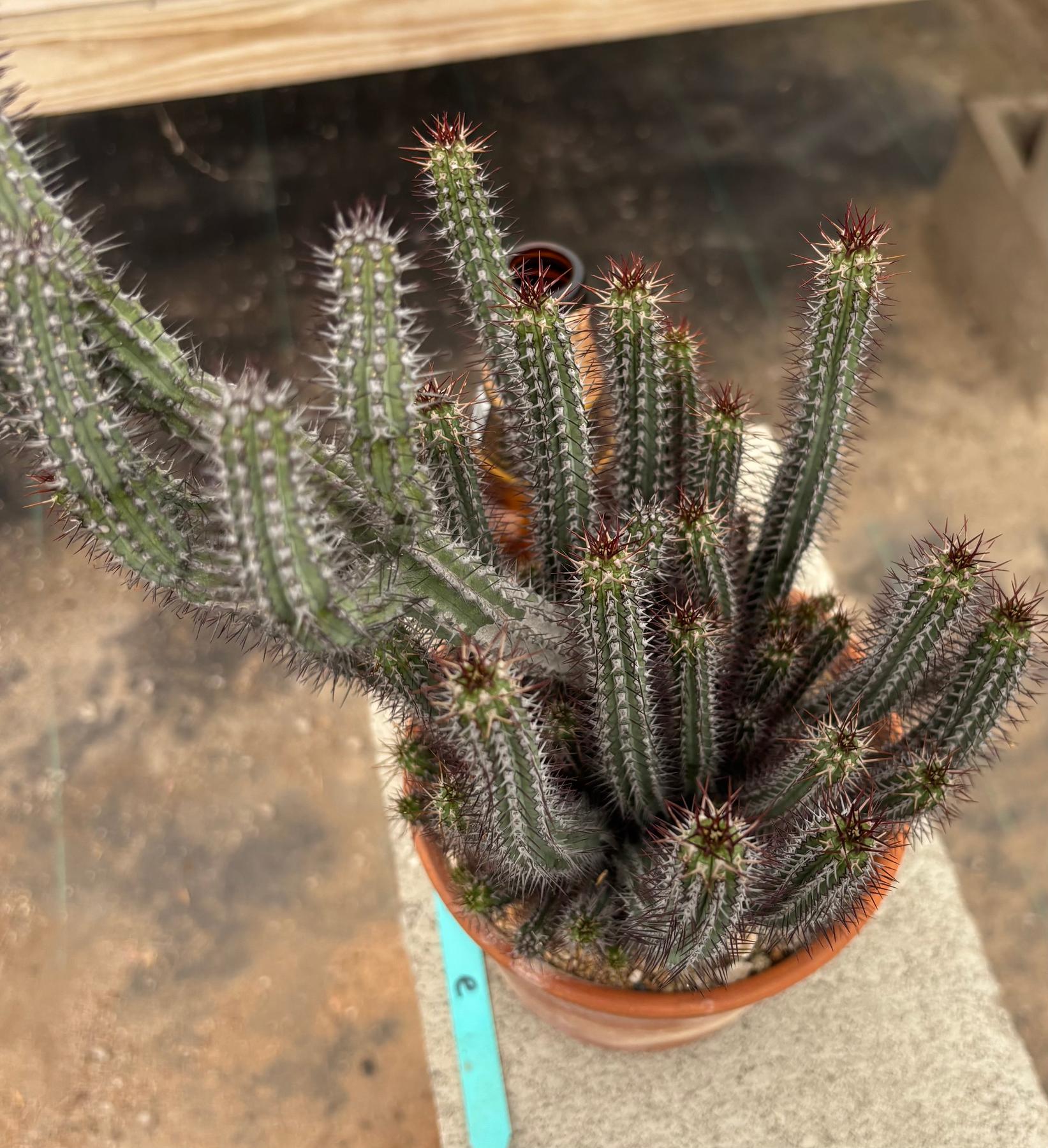 #EC311 Blaise’s EXACT Cactus & Euohorbia Potted Specimens-Cactus - Large - Exact-The Succulent Source