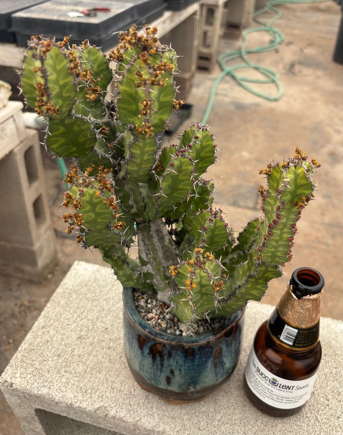 #EC311 Blaise’s EXACT Cactus & Euohorbia Potted Specimens-Cactus - Large - Exact-The Succulent Source